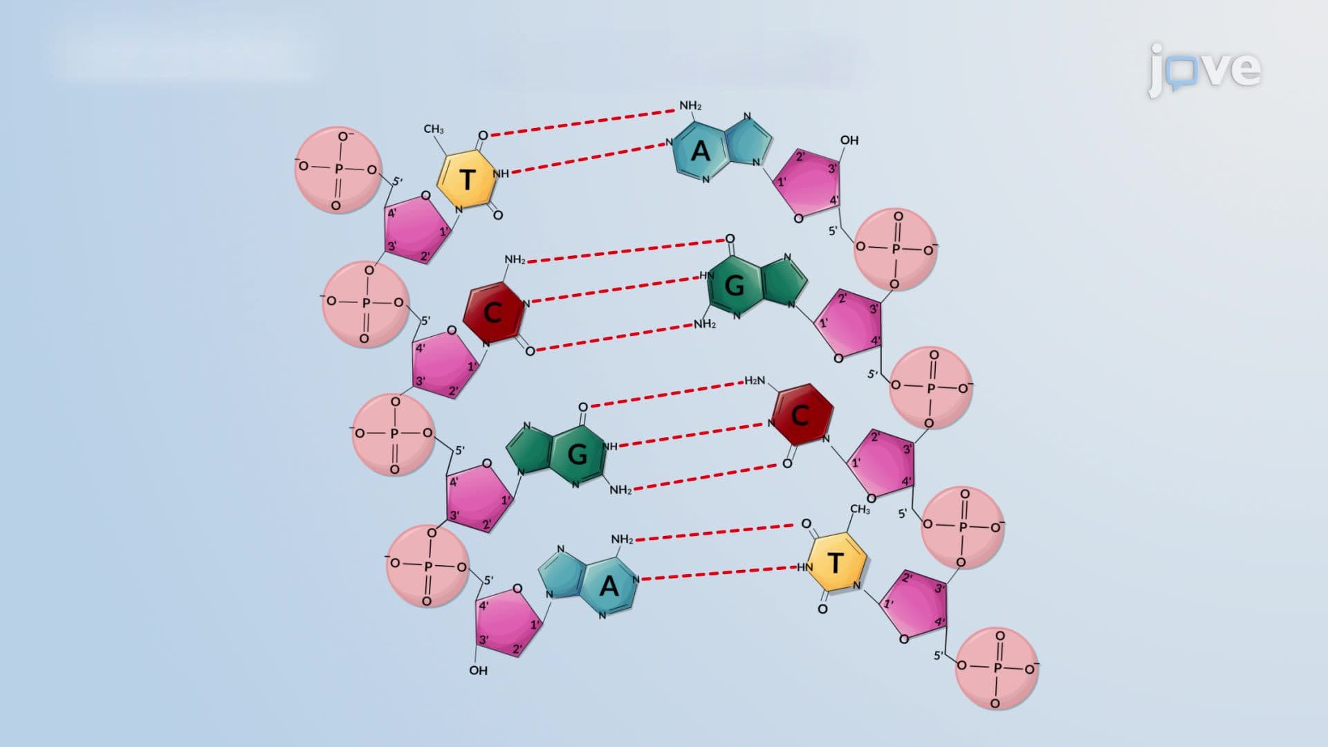 Nucleic Acids