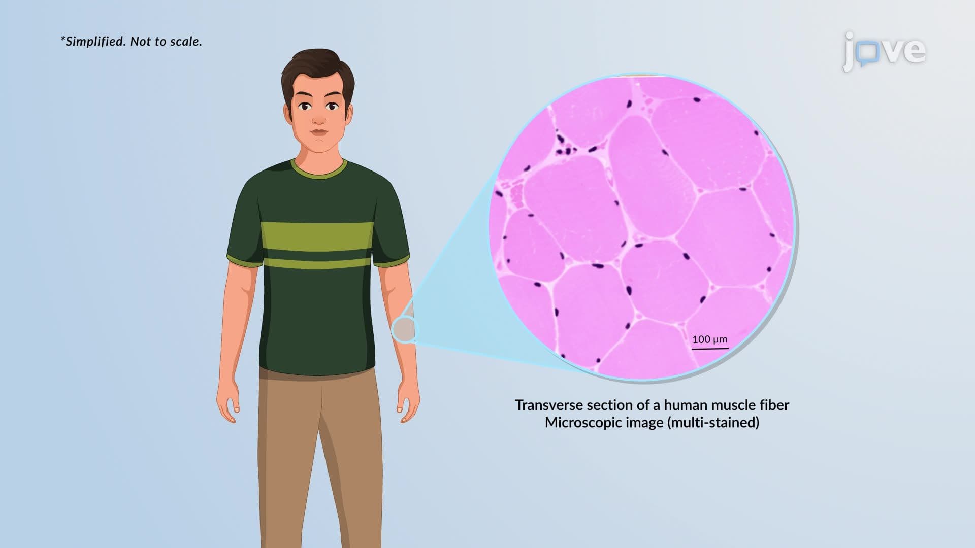 Cell Size