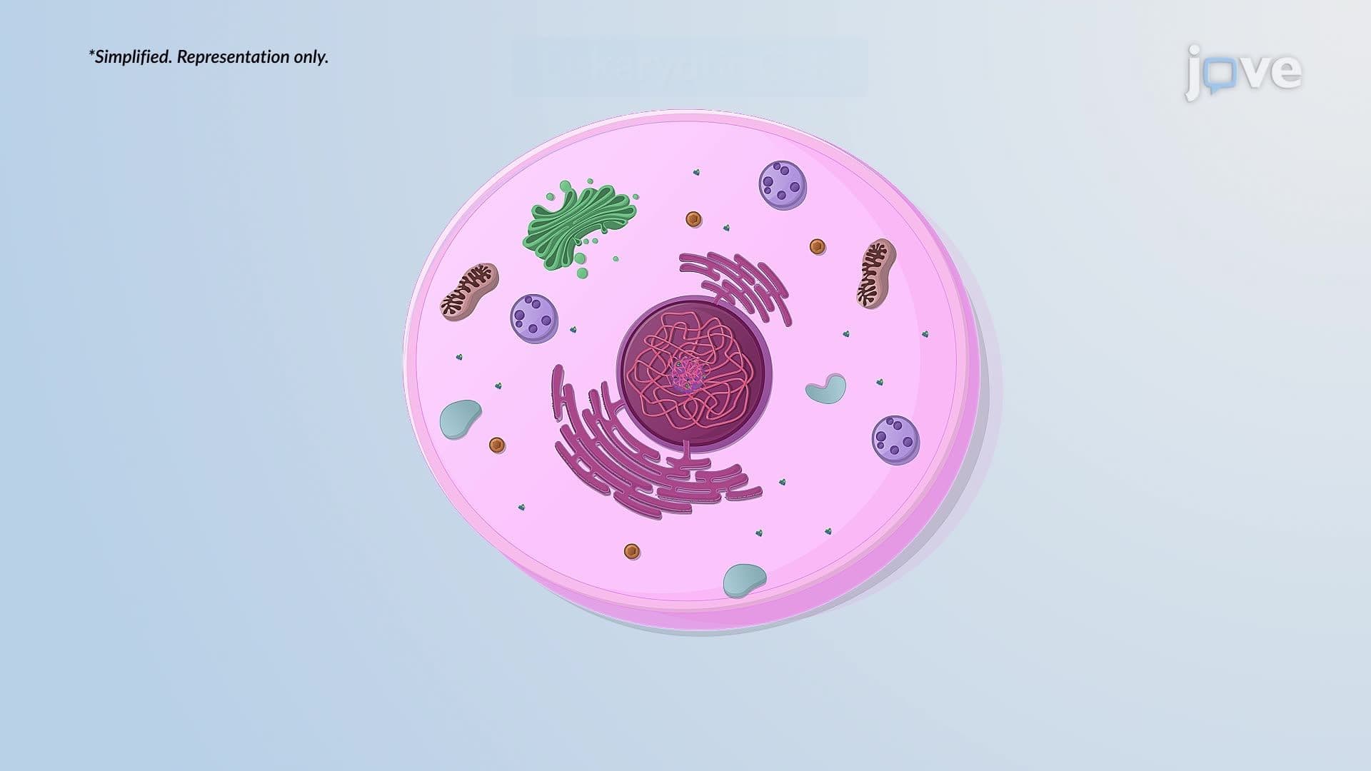 Eukaryotic Compartmentalization