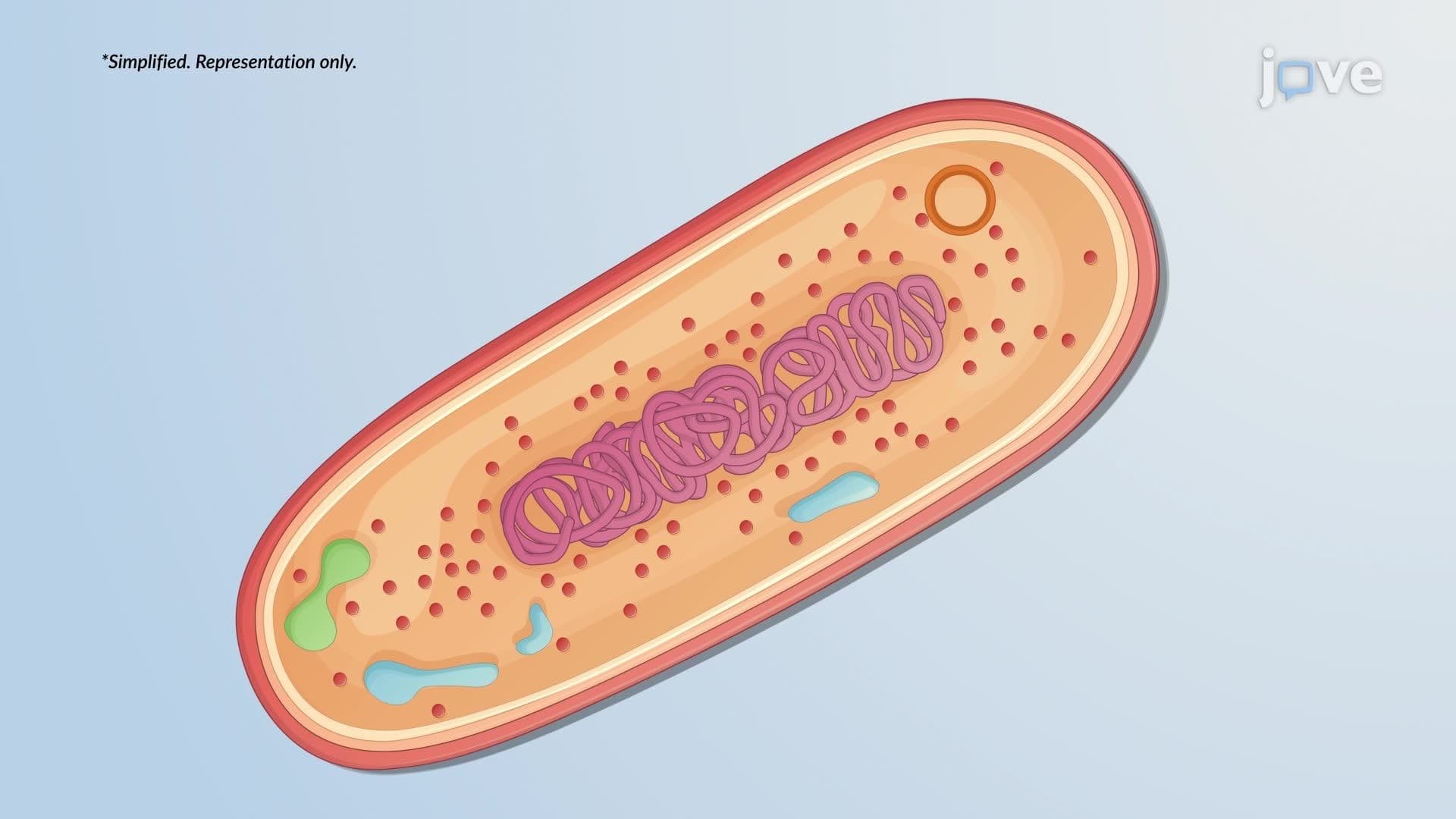 Prokaryotic Cells