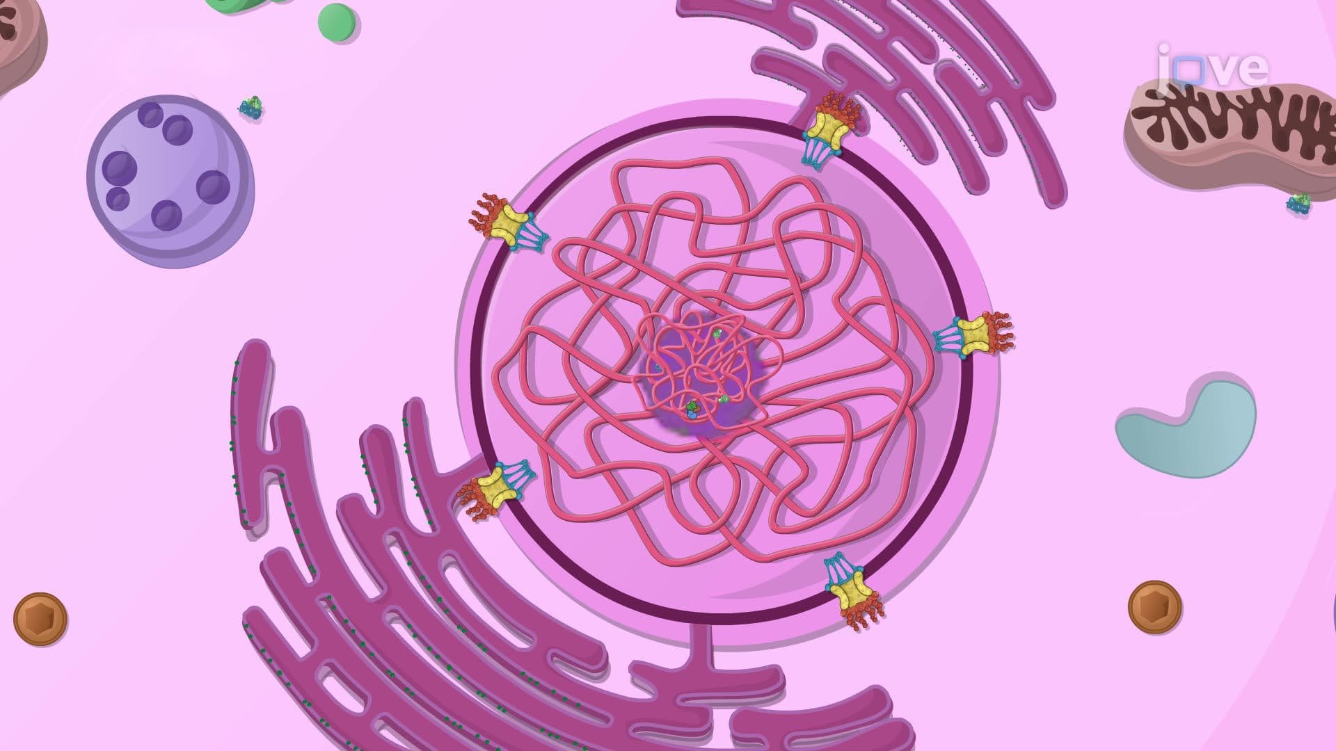 The Nucleus