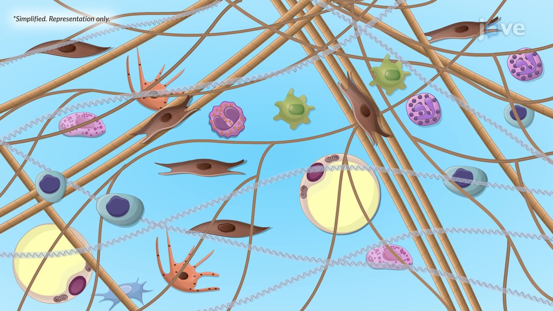 The Extracellular Matrix