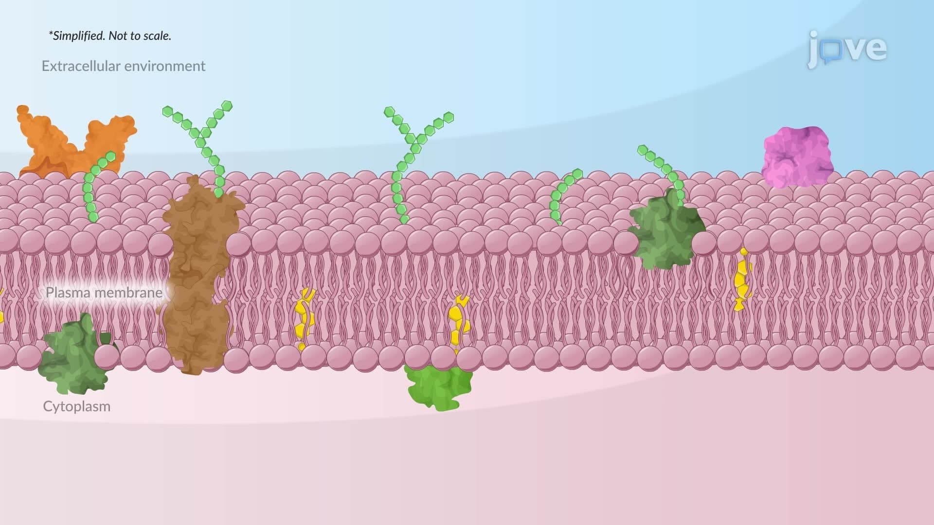 Fluid Mosaic Model