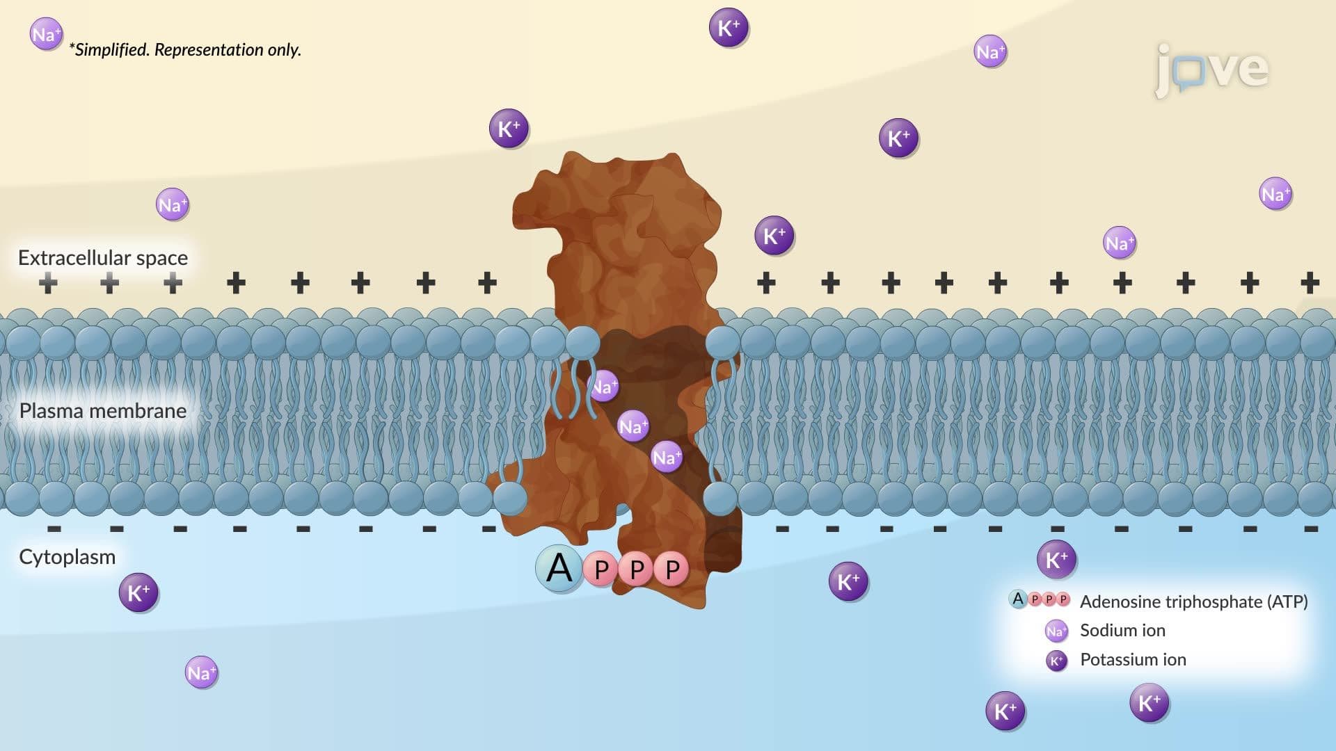 Primary Active Transport