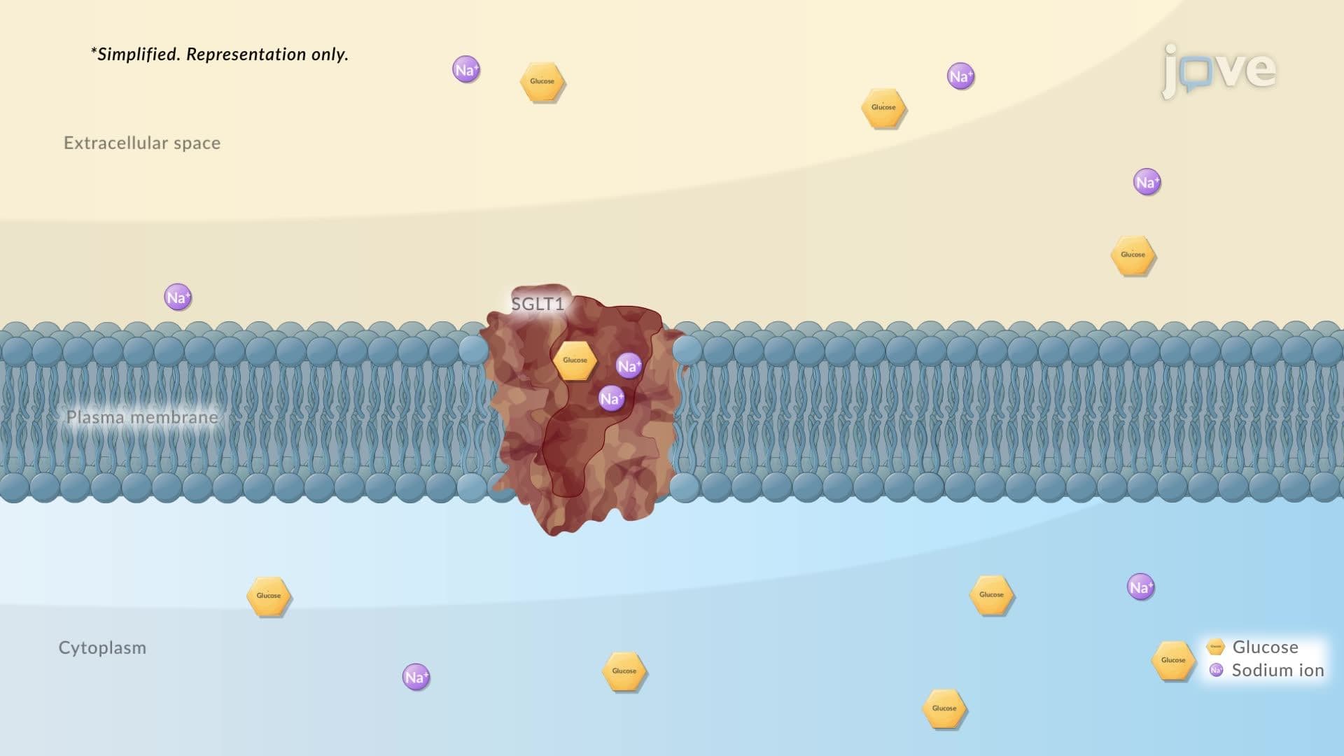 Secondary Active Transport