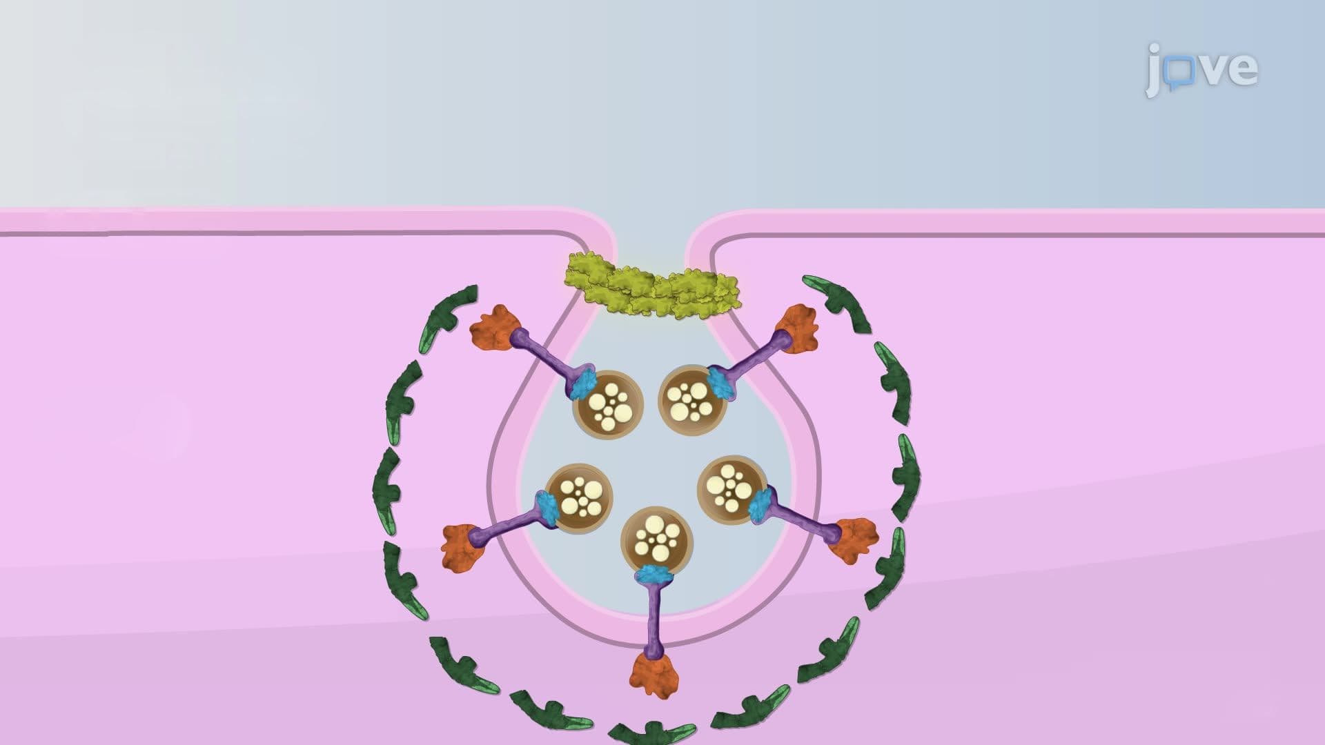 Receptor-mediated Endocytosis