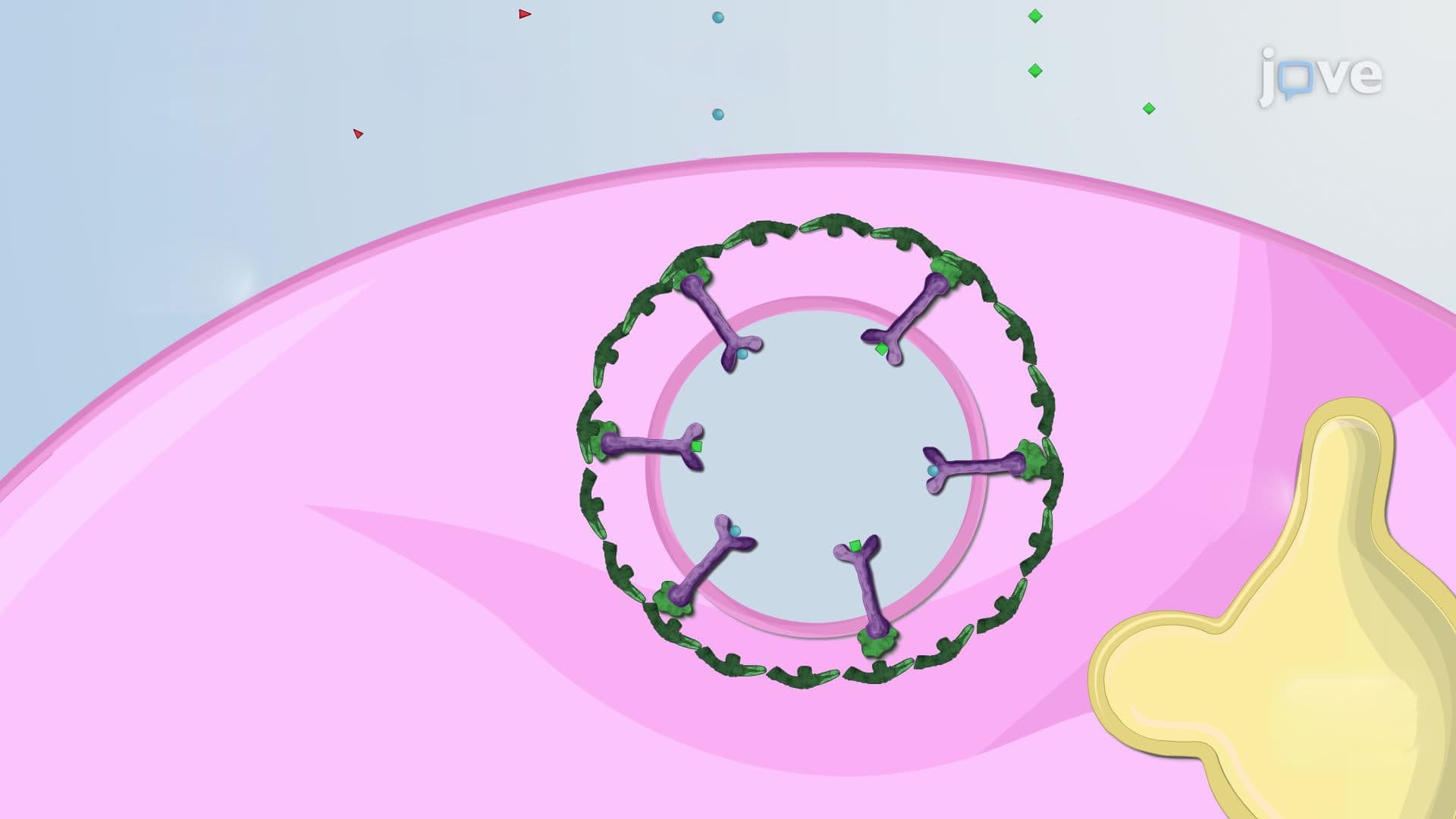 Pinocytosis