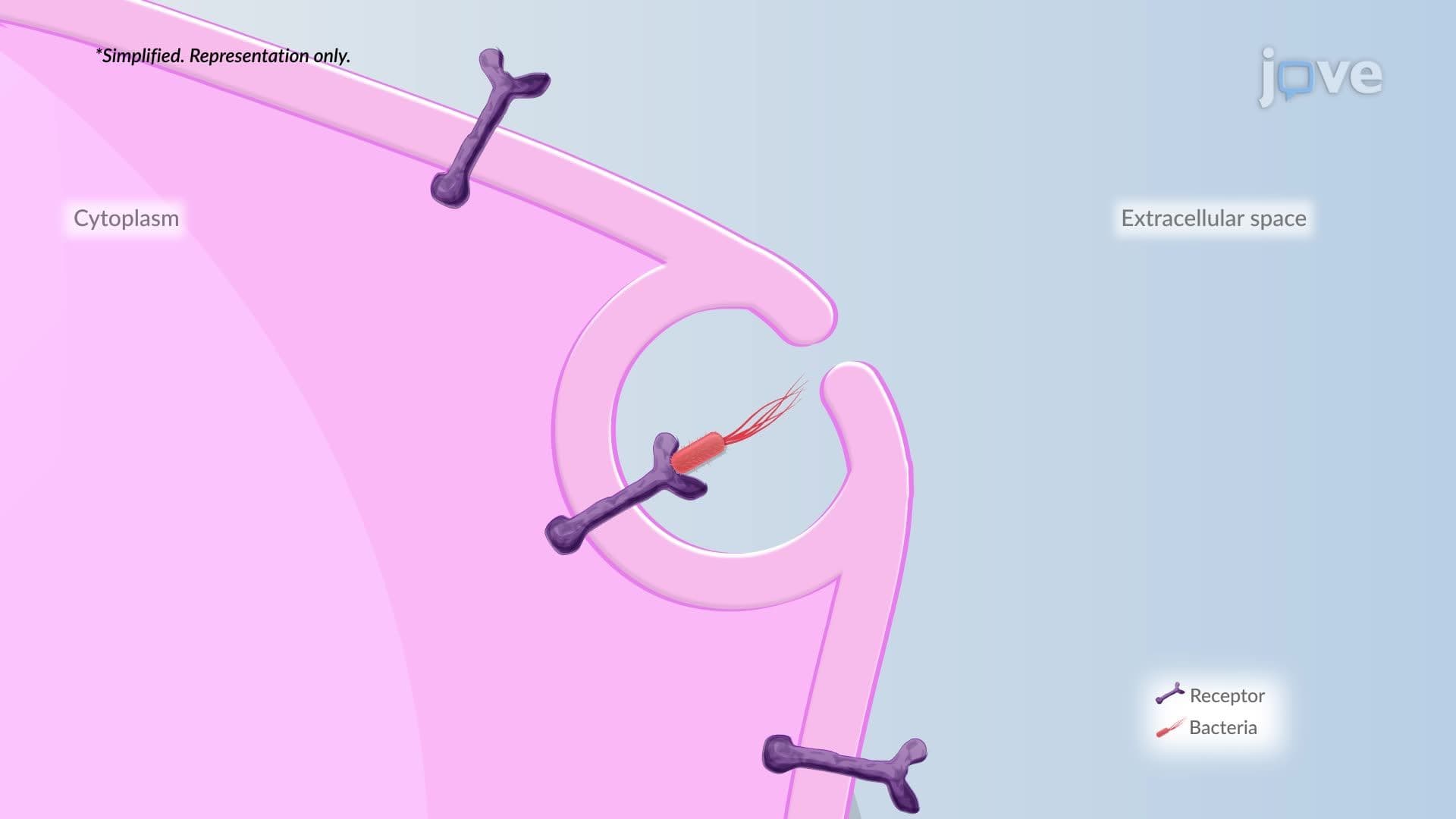 Phagocytosis