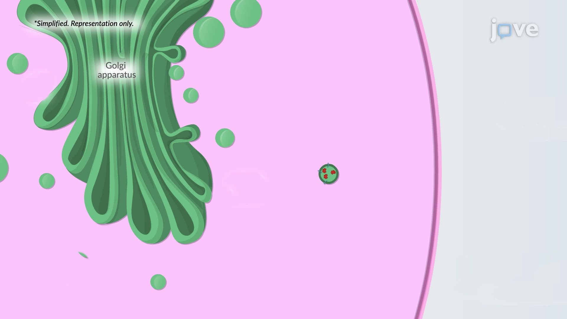 Exocytosis