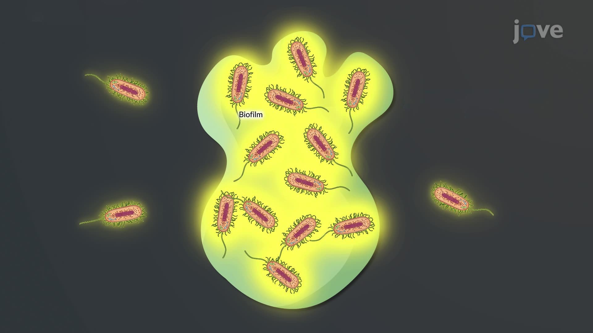 Bacterial Signaling