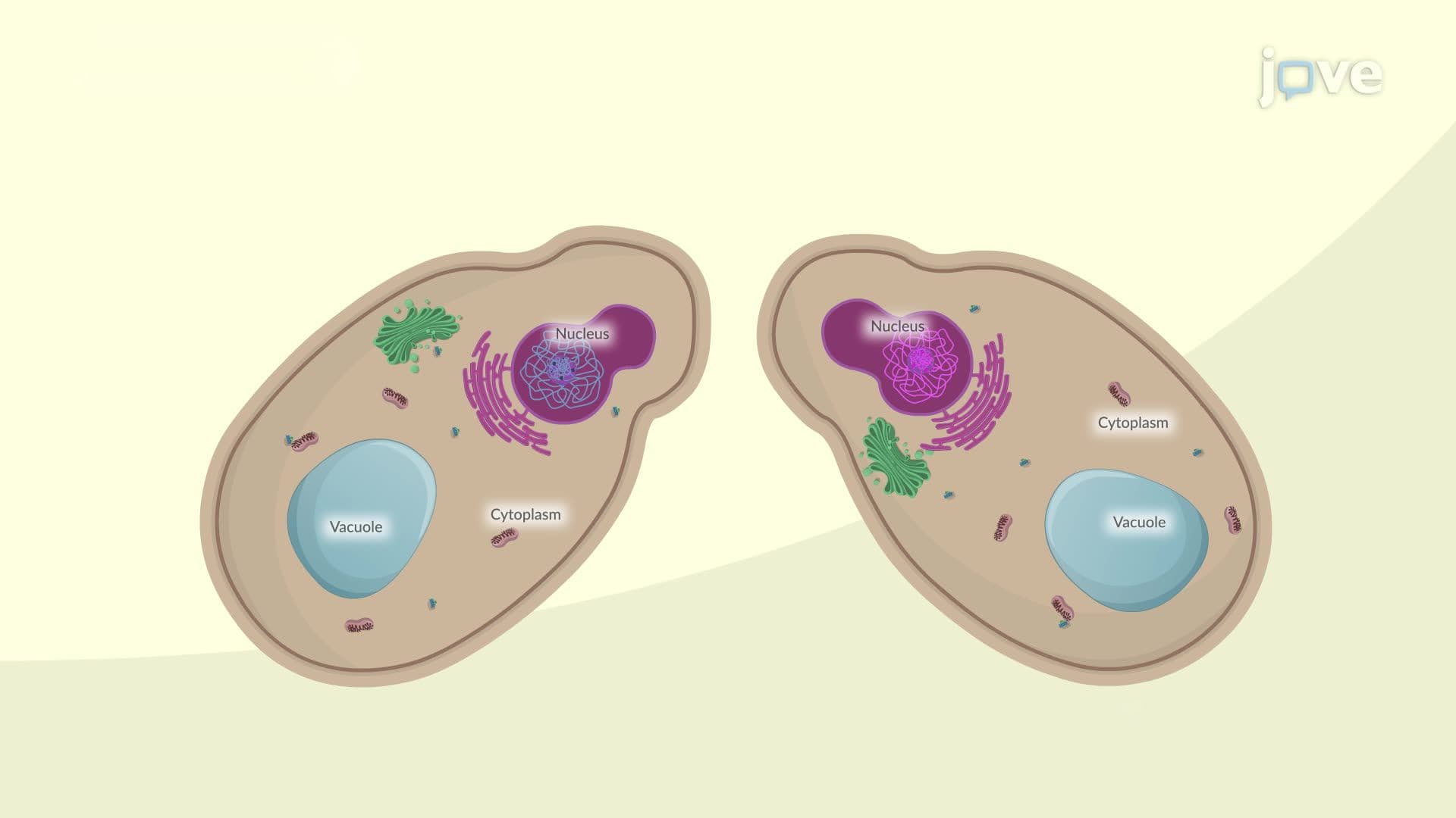 Yeast Signaling