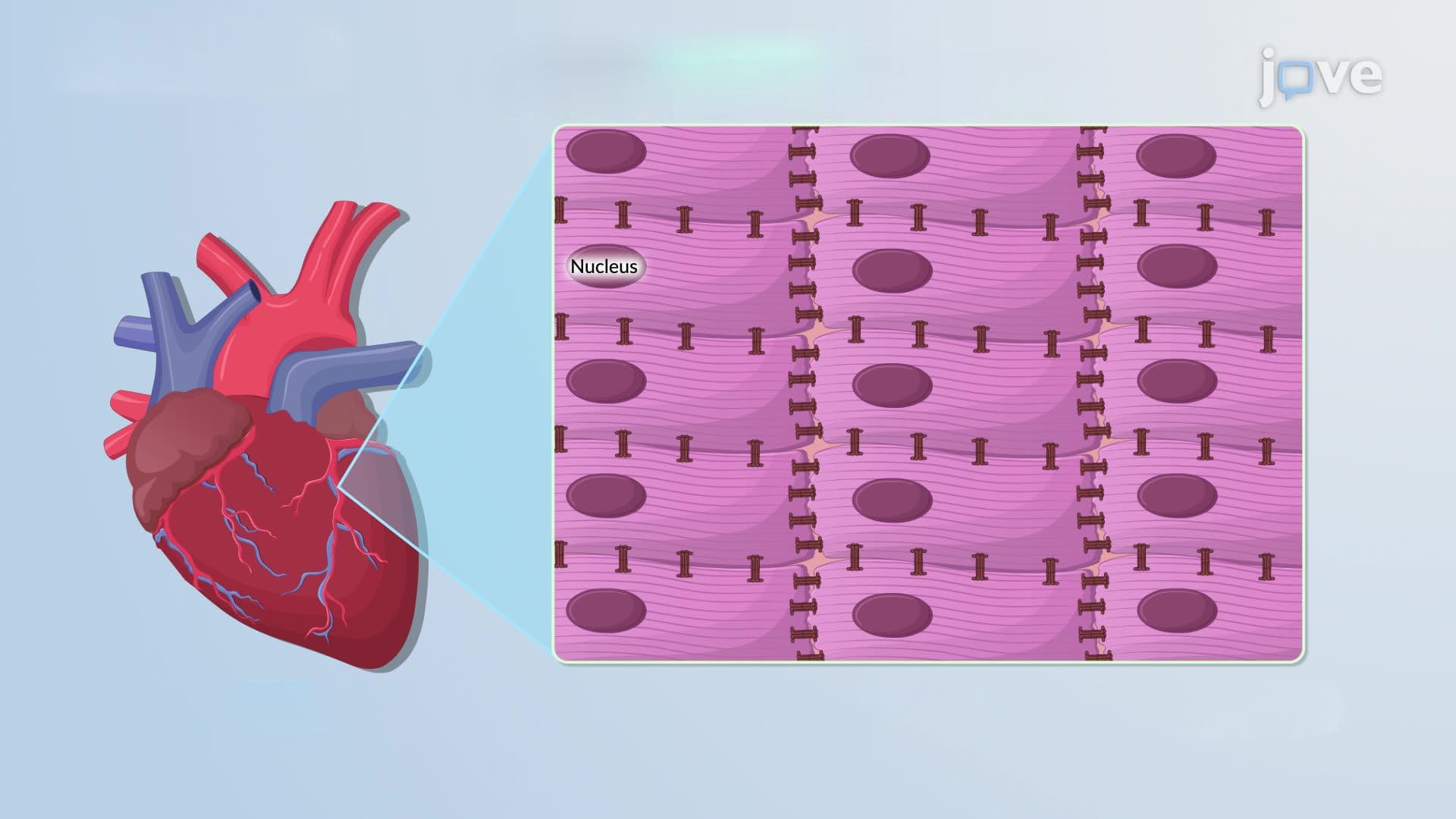 Contact-Dependent Cell Communication