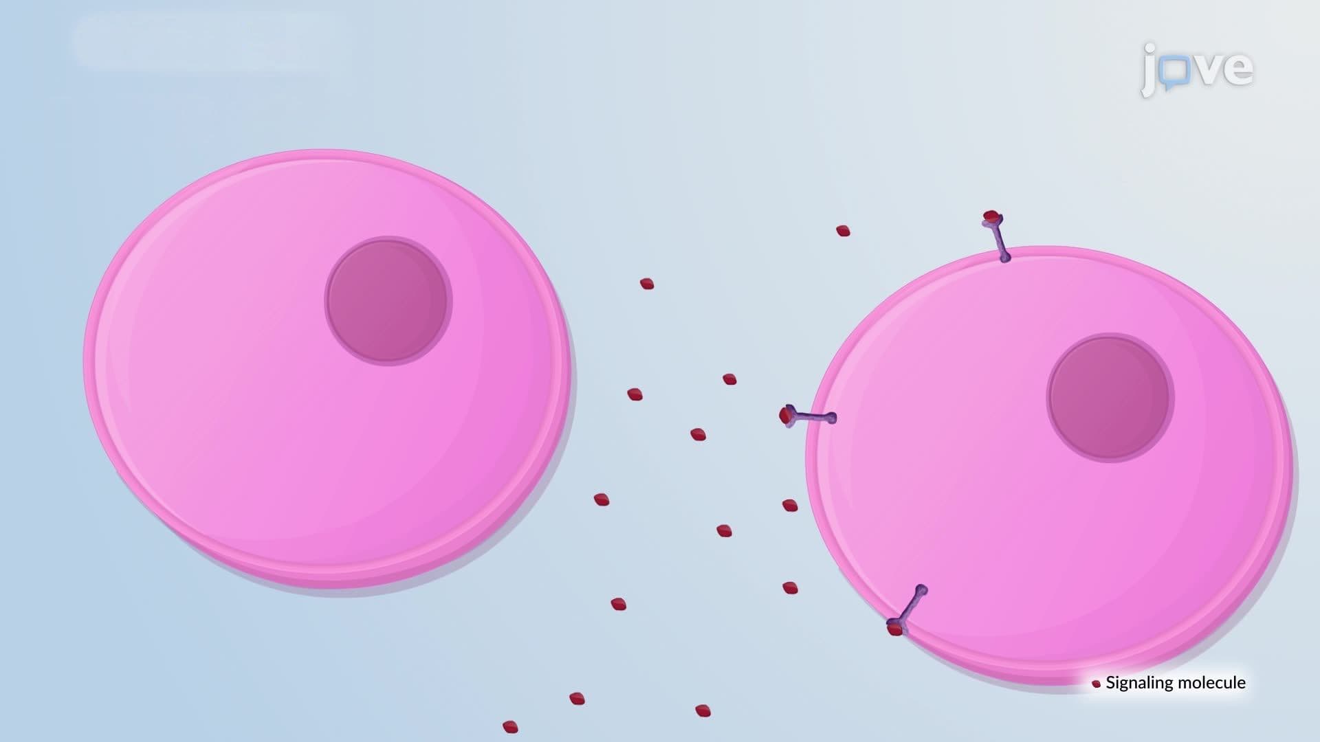 Paracrine Signaling