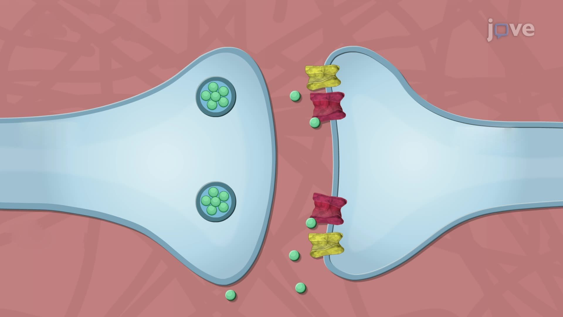 Synaptic Signaling