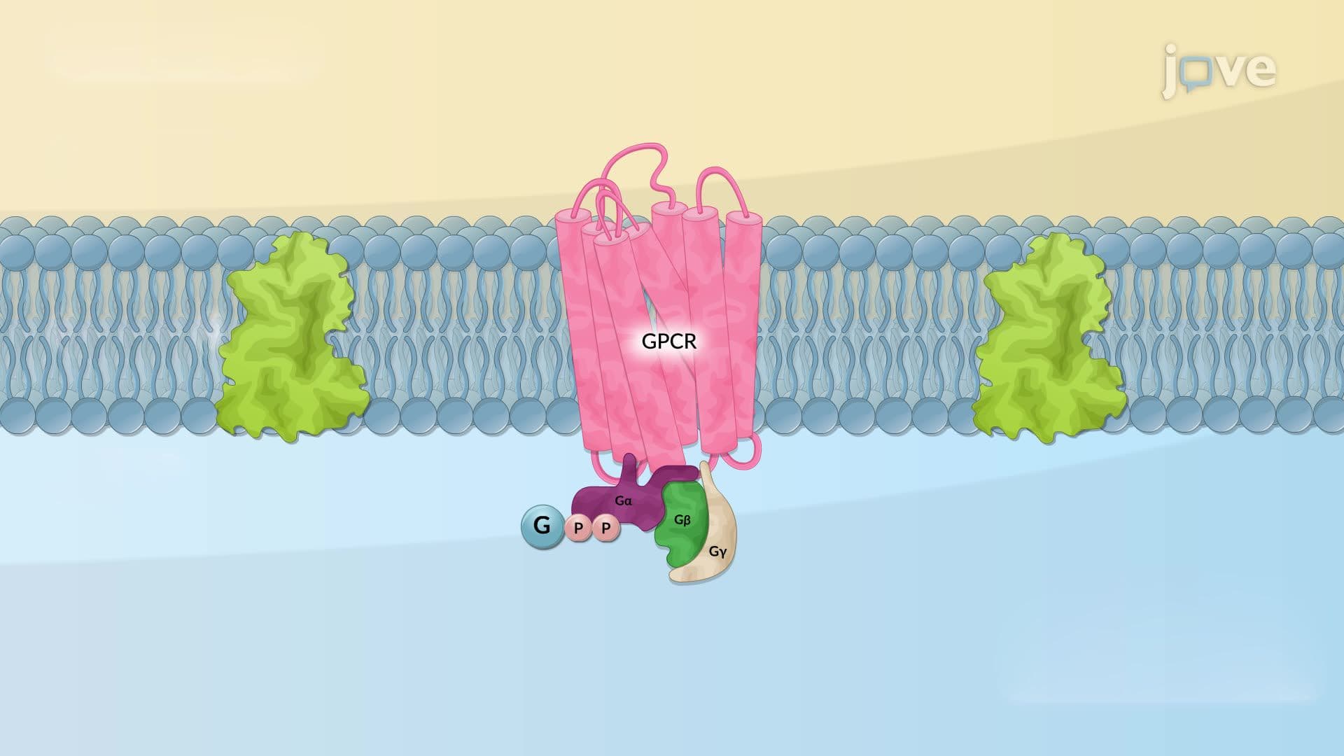 G Protein-coupled Receptors