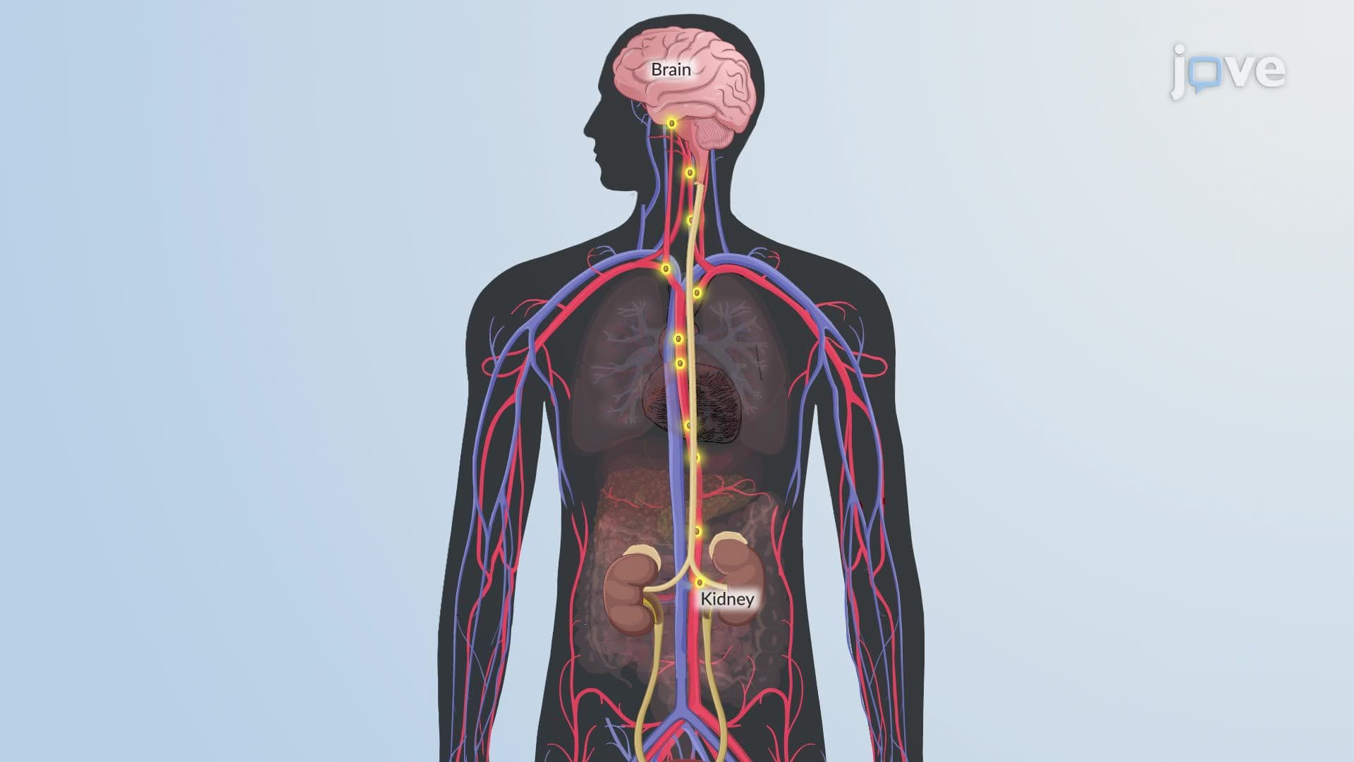 Endocrine Signaling