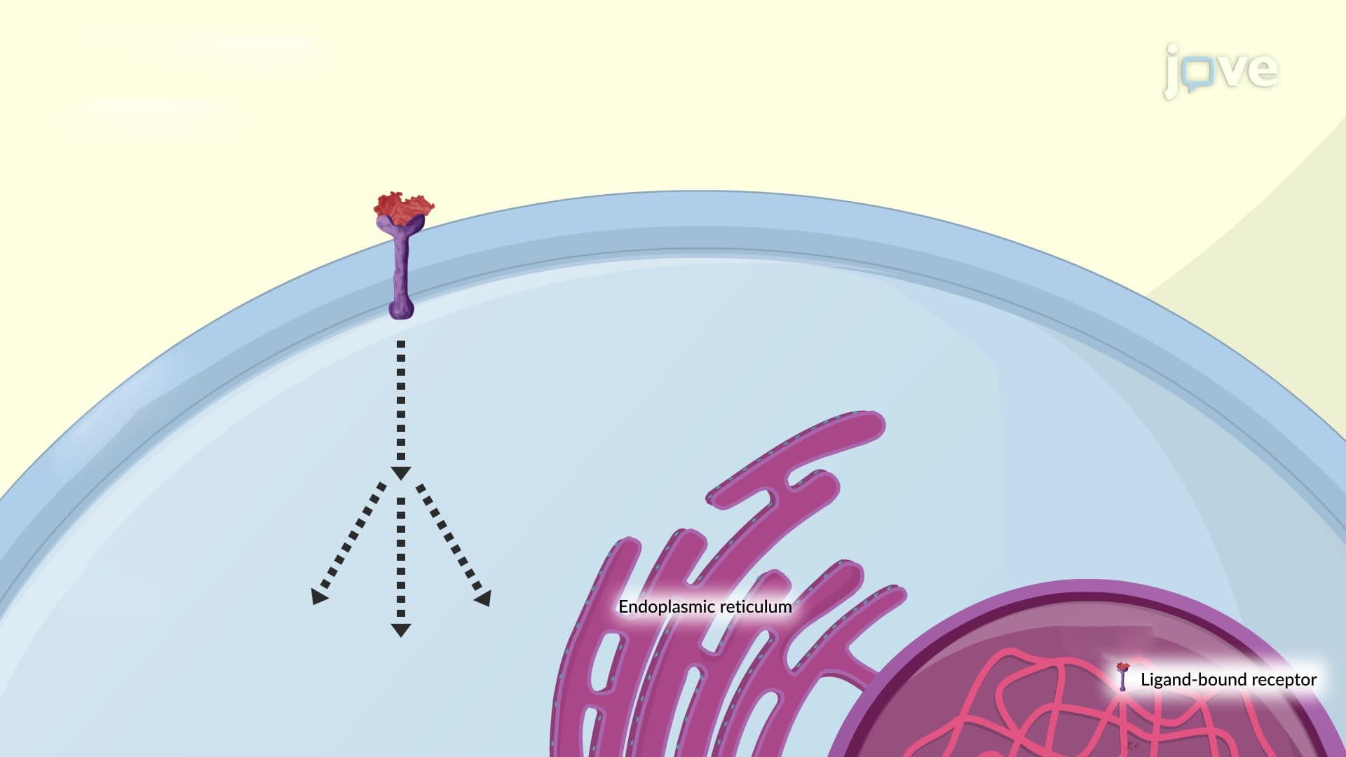 Intracellular Signaling Cascades