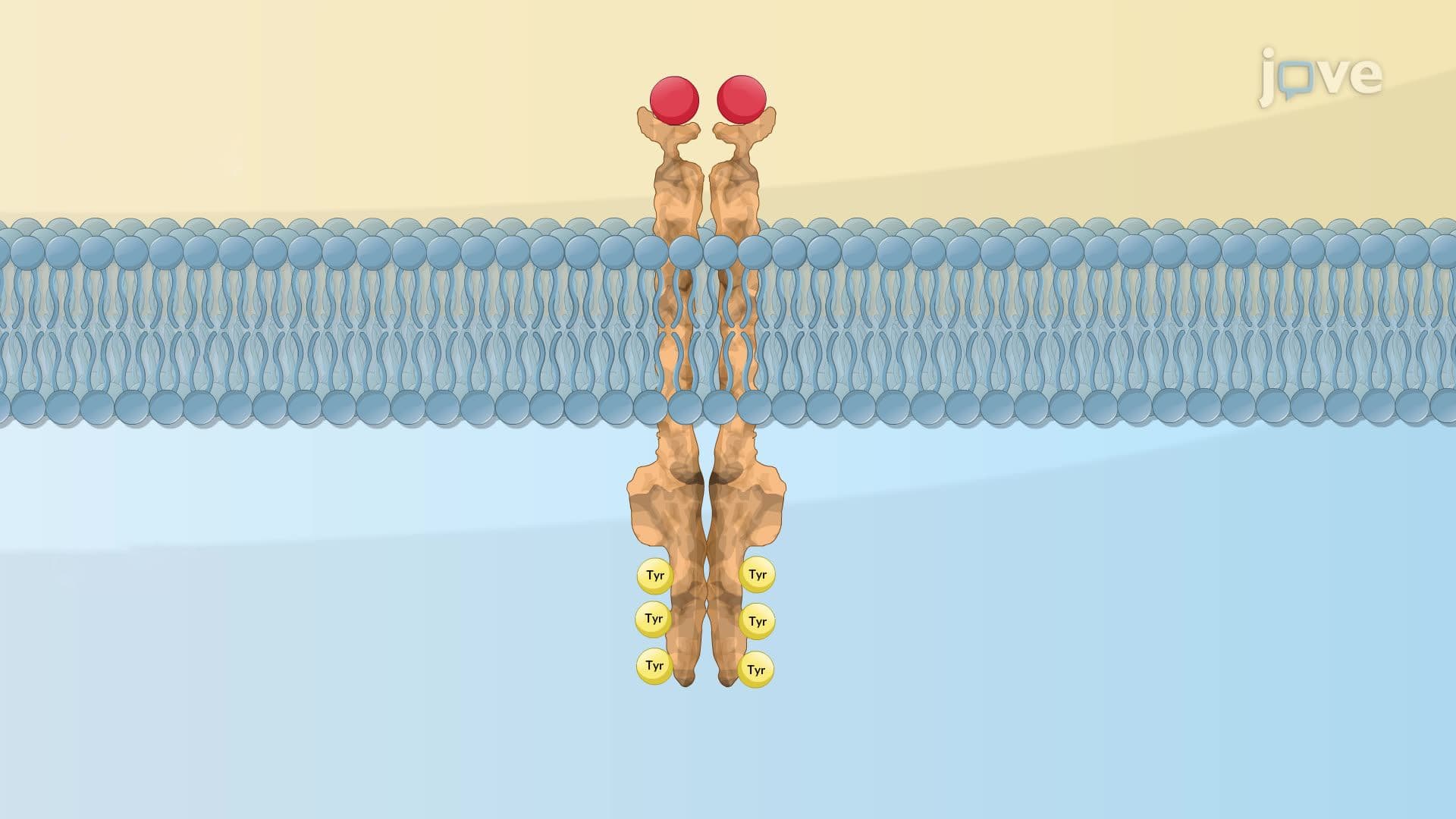 Enzyme-linked Receptors