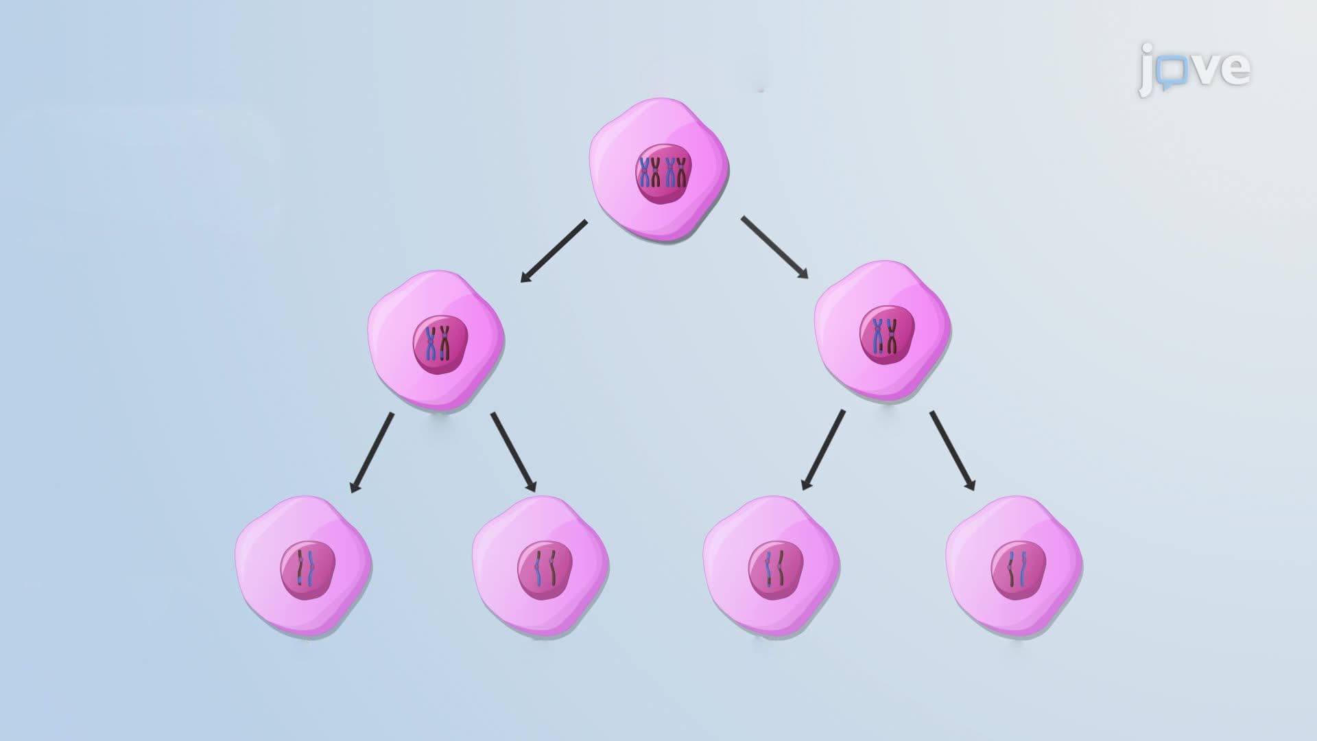 What is Meiosis?