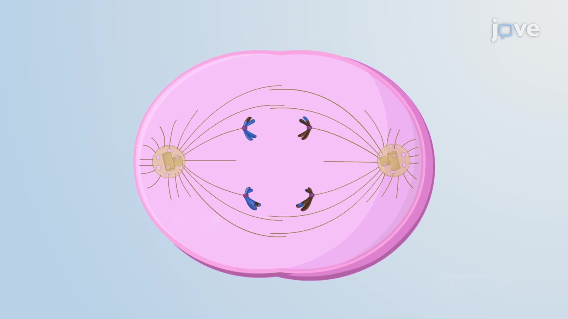 Meiosis I