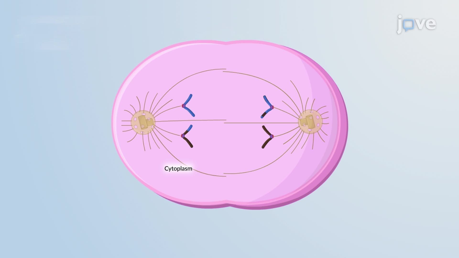 Meiosis II