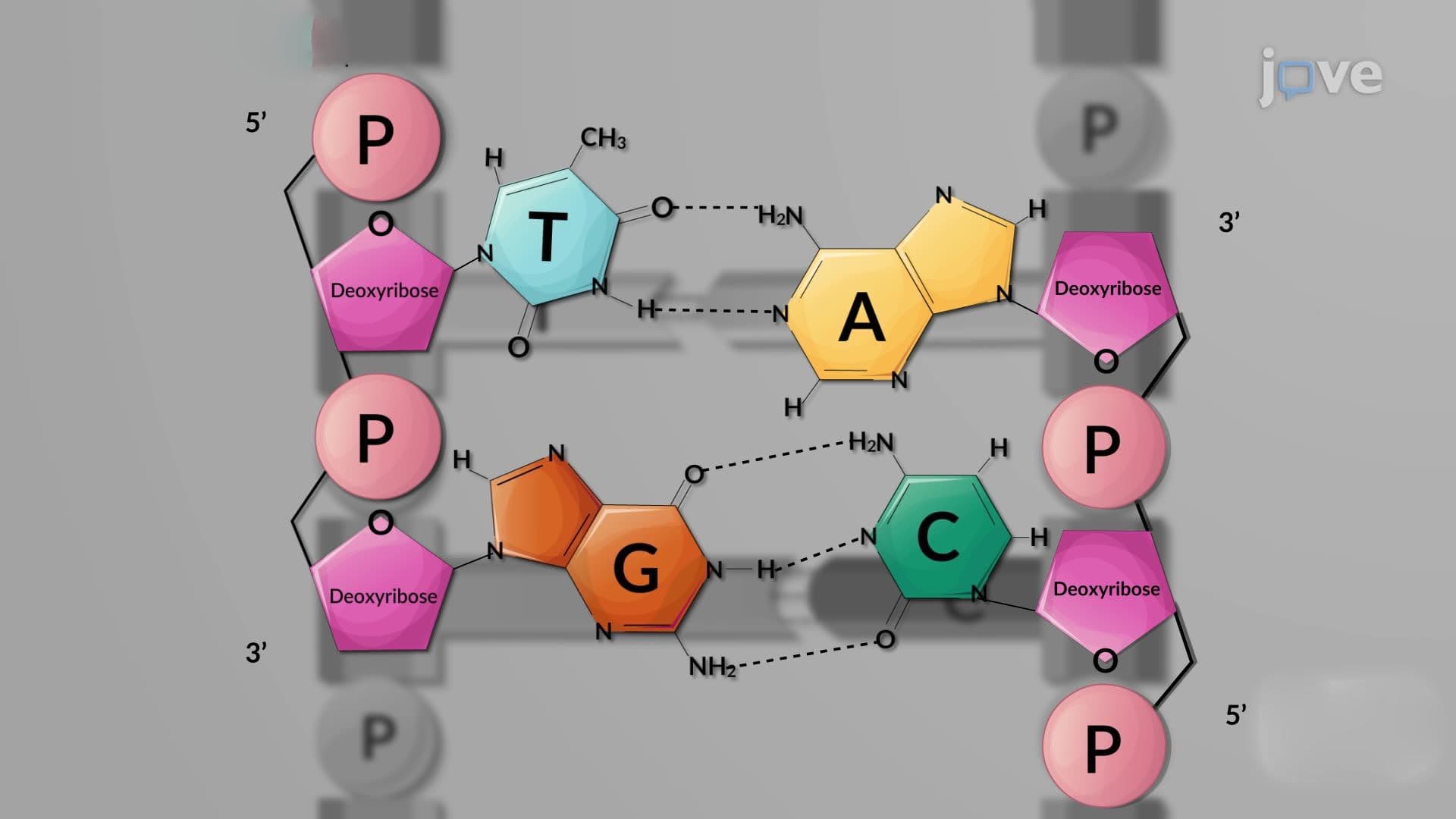 The DNA Helix