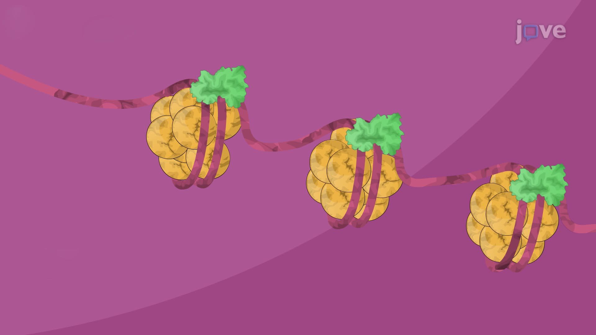 DNA Packaging