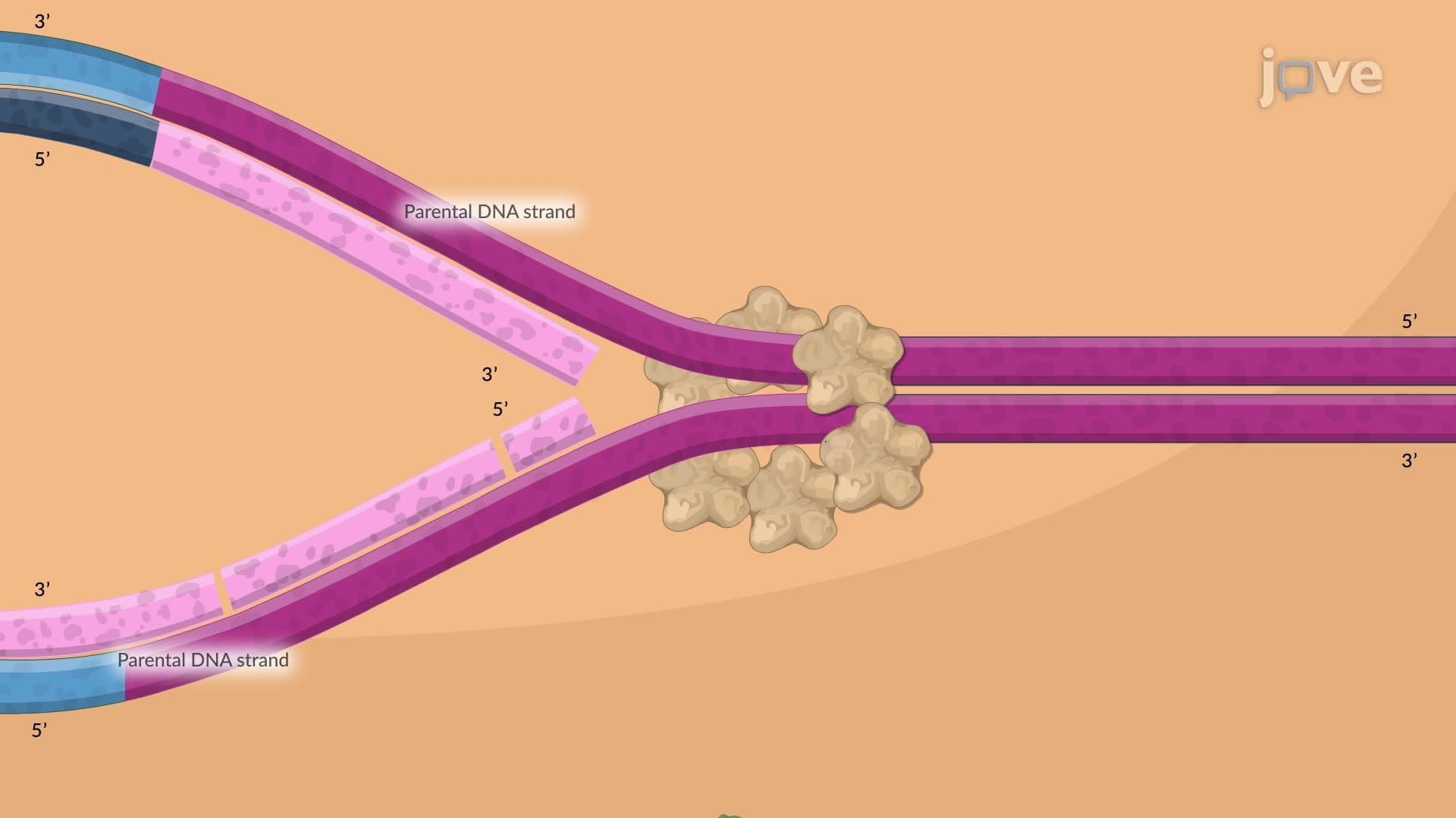 Replication in Prokaryotes