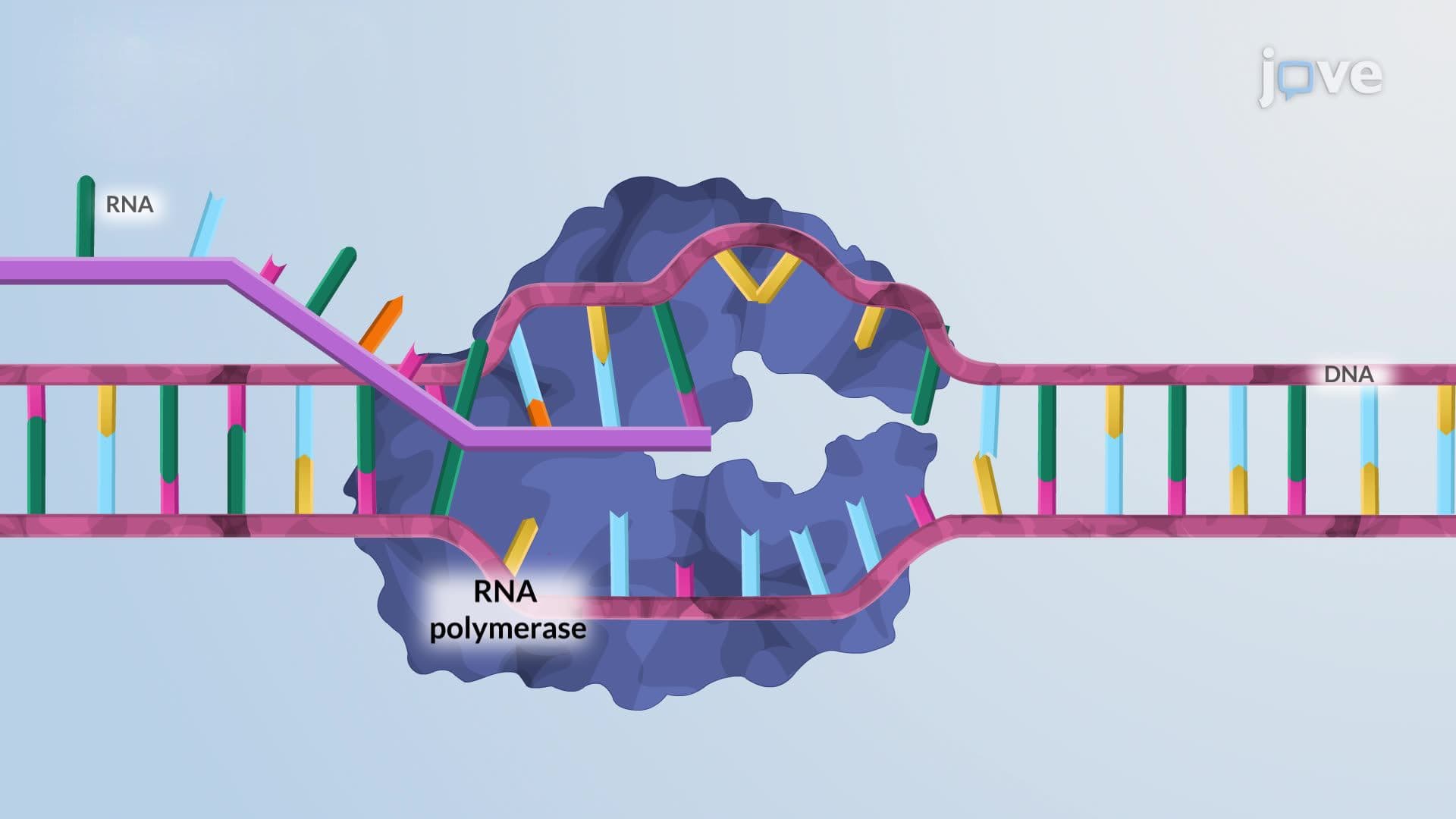 Nucleotide Excision Repair