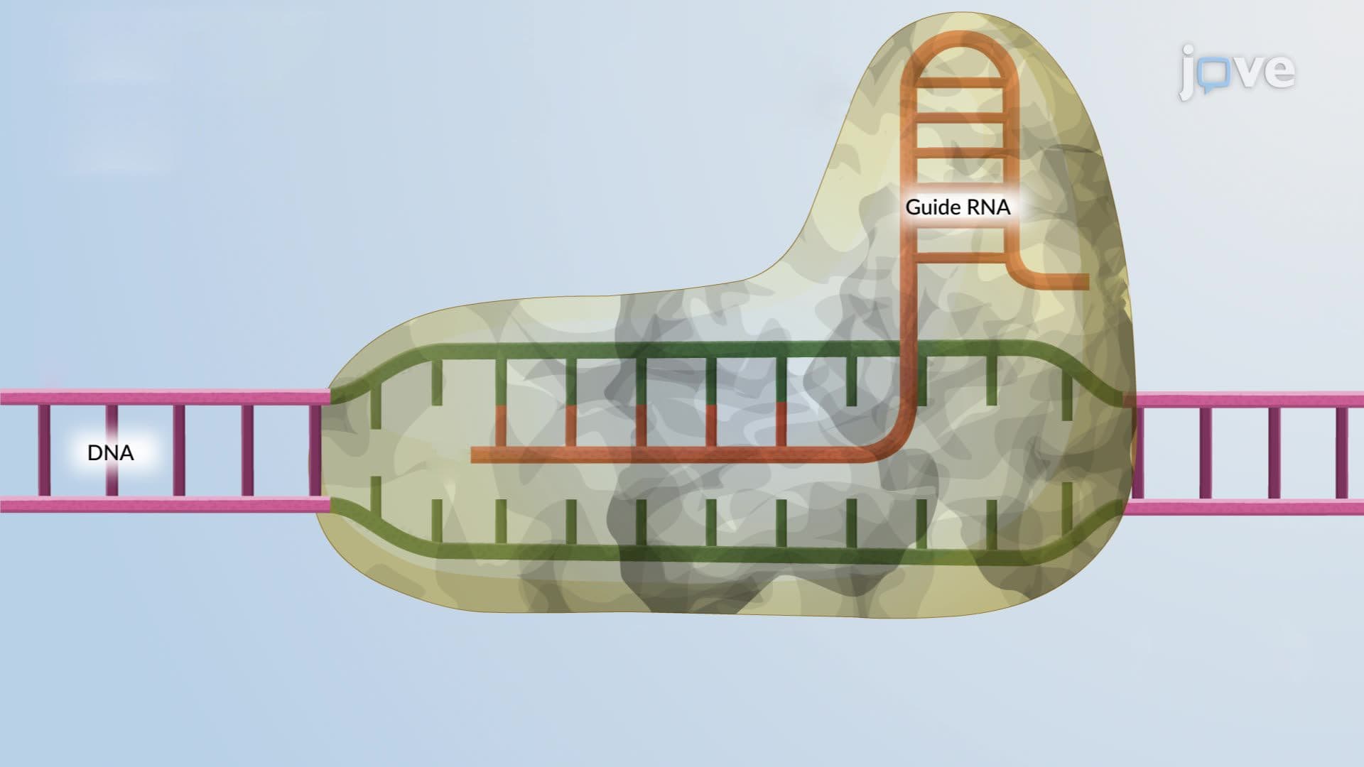 What is Genetic Engineering?