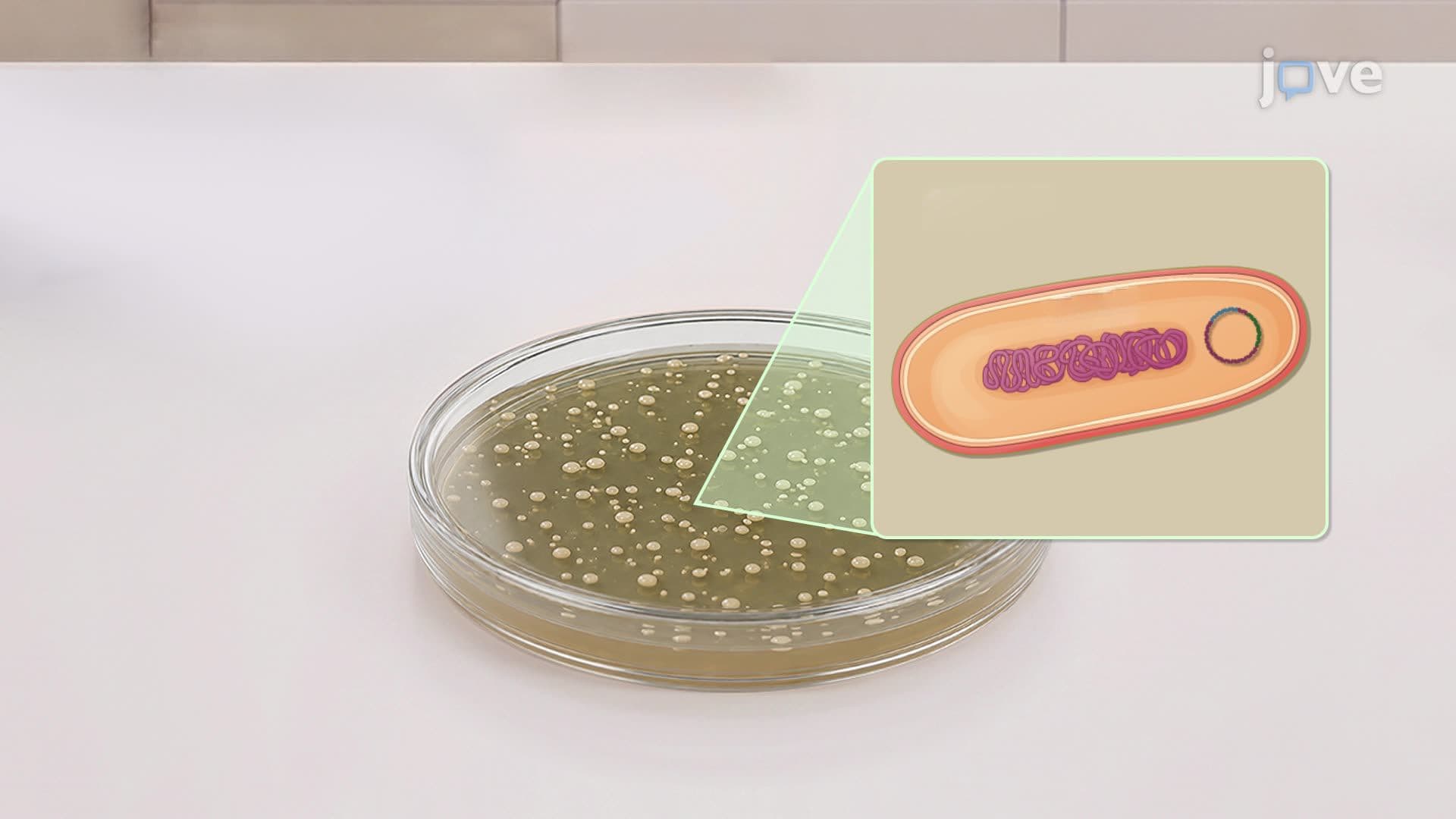 Antibiotic Selection