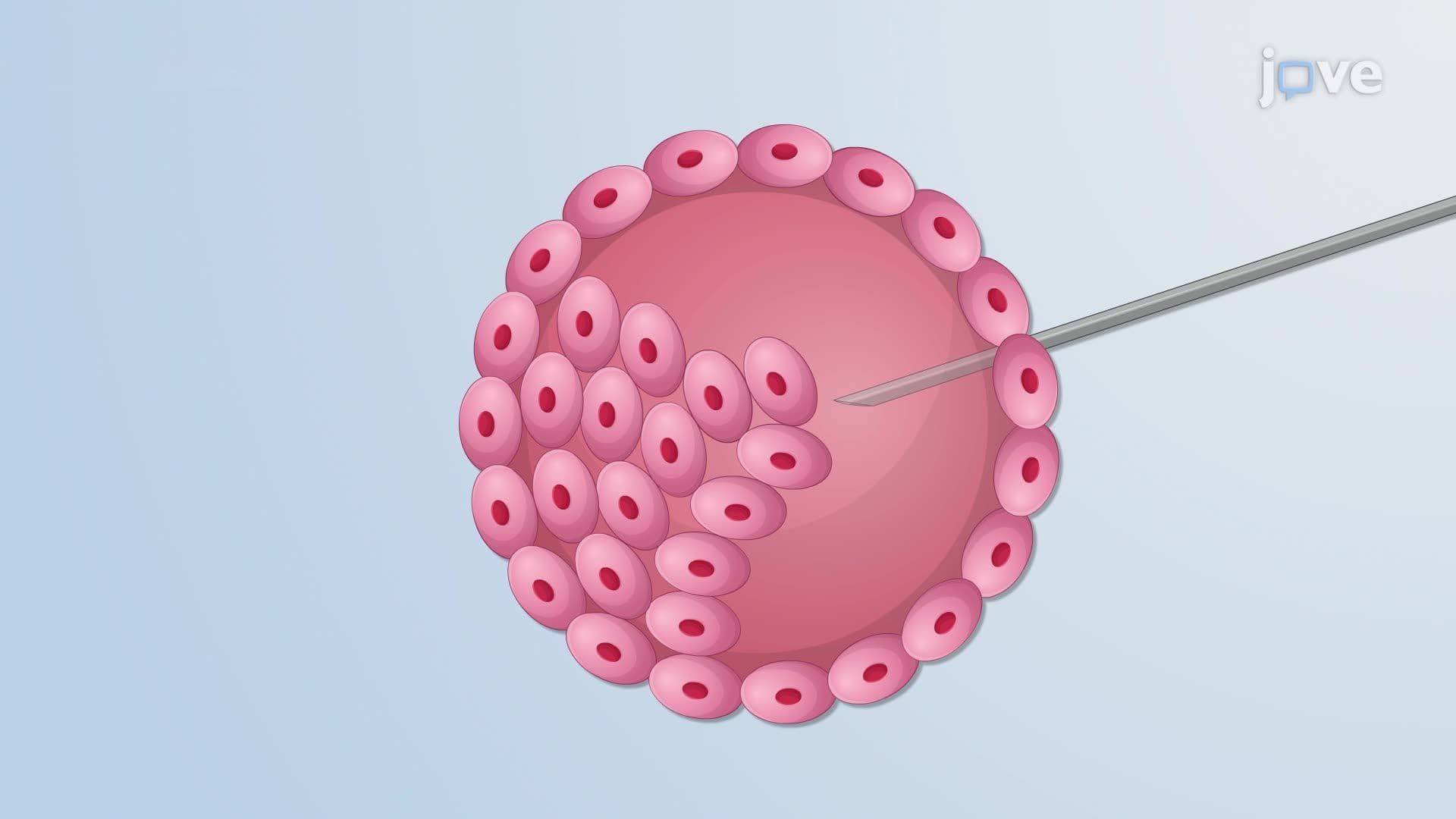 In vitro Mutagenesis