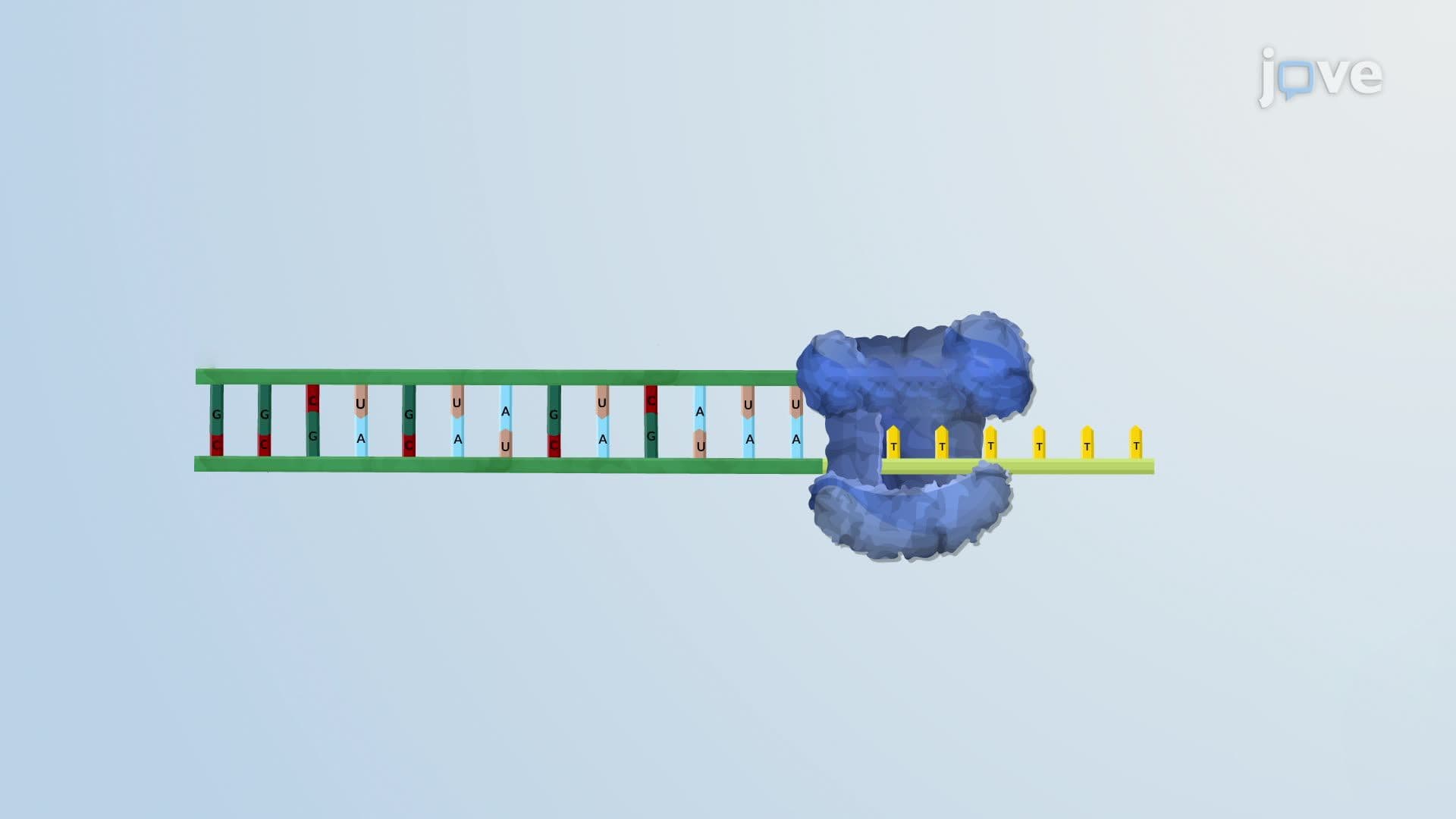 Complementary DNA