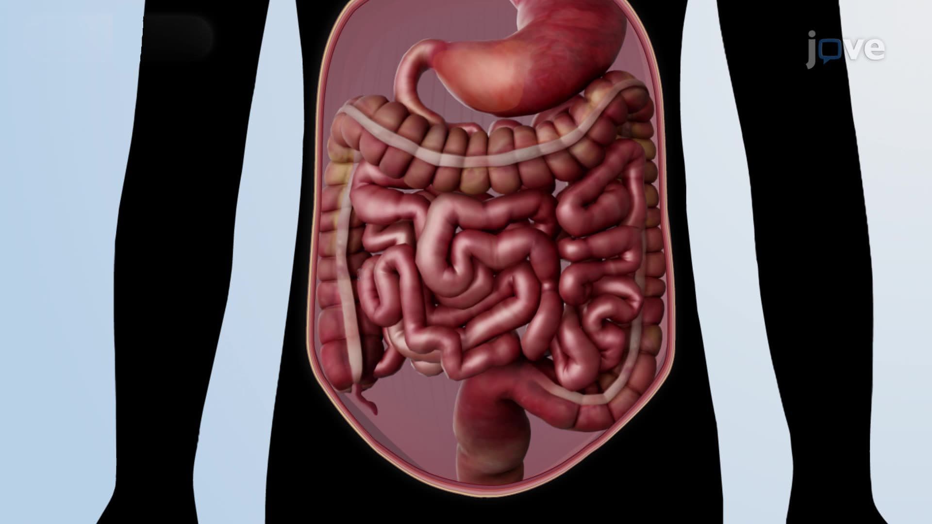 Anatomy of the Intestines