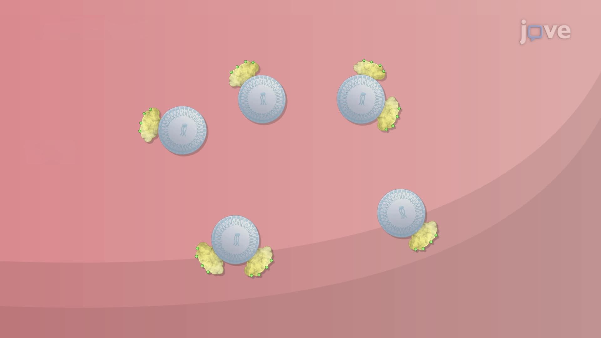 Lipid Digestion