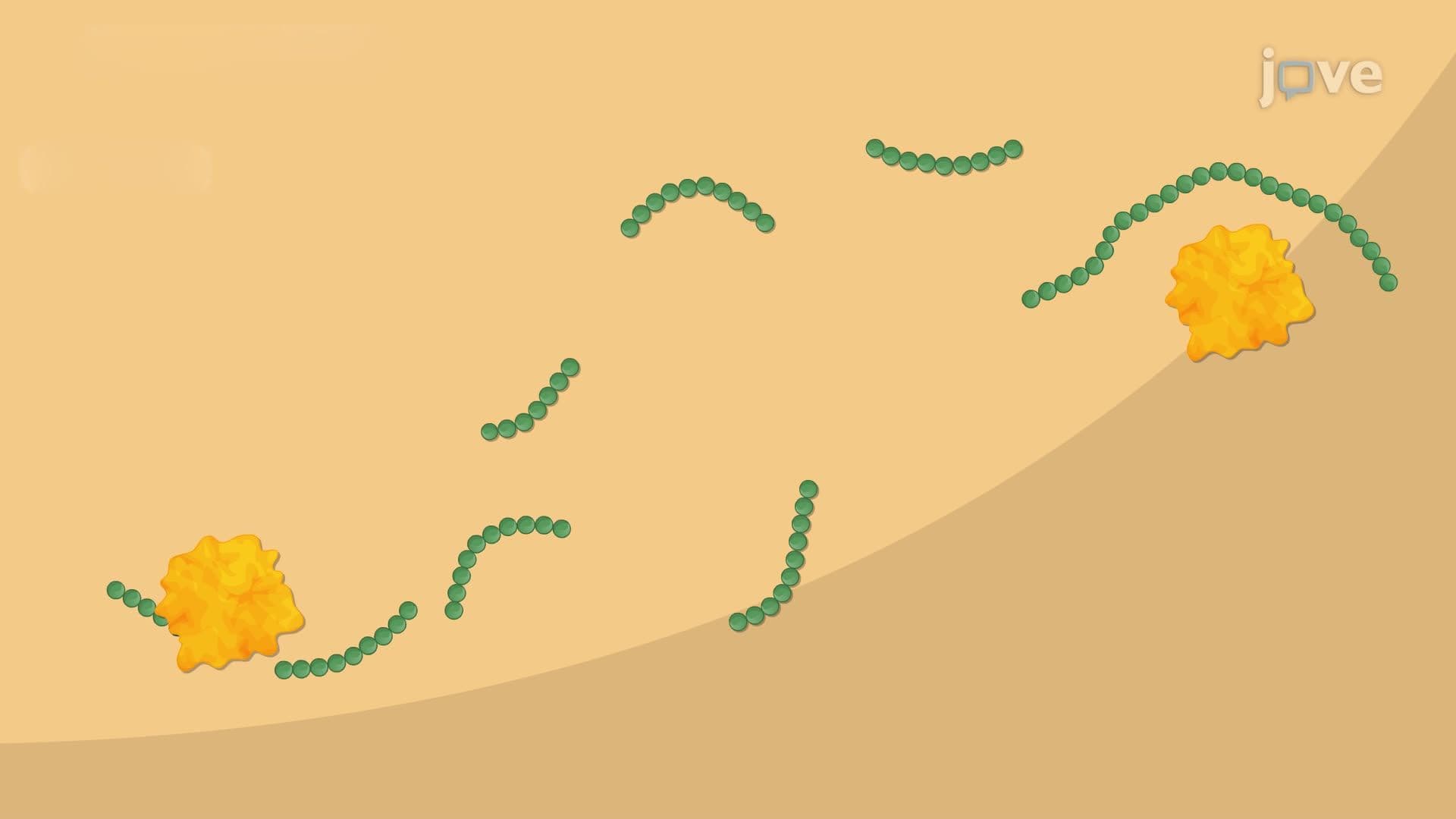 Protein Digestion