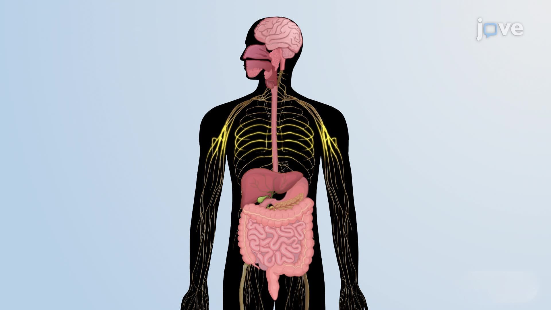 Neural Regulation