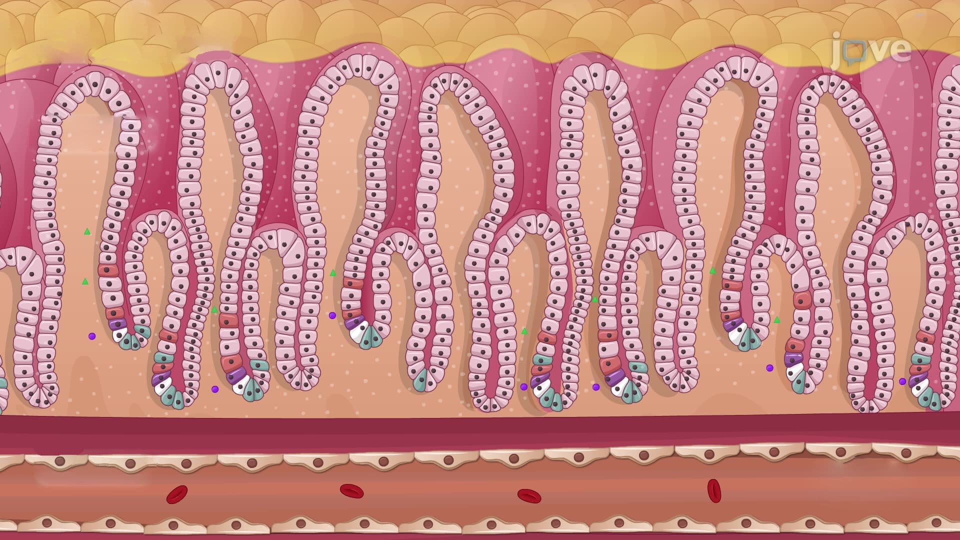 Hormonal Regulation