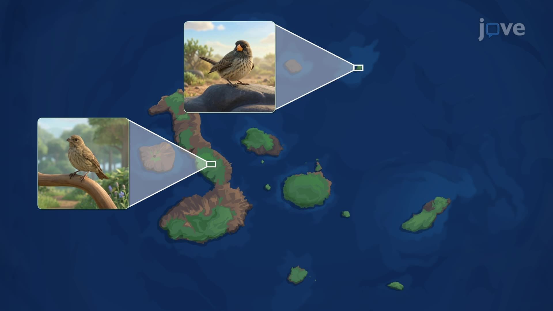Formation of Species