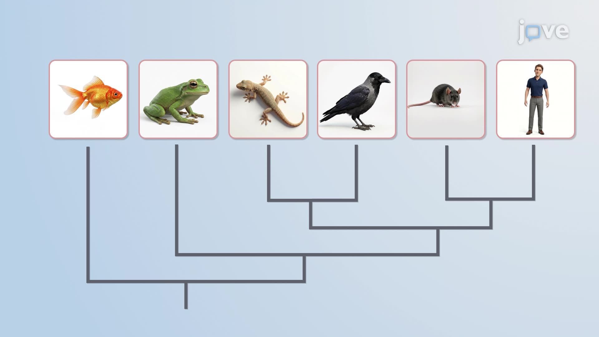 Phylogeny