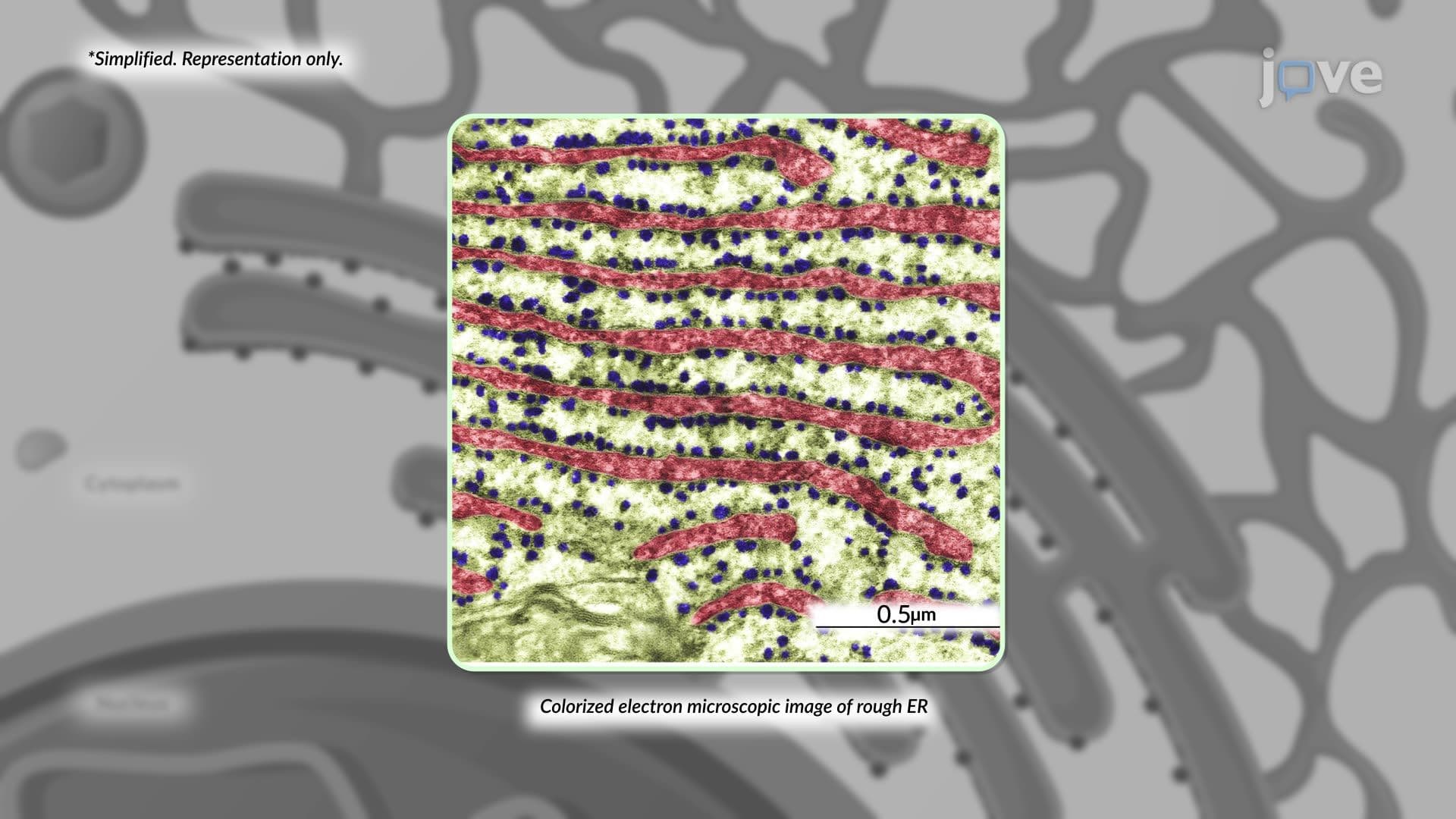 Endoplasmic Reticulum