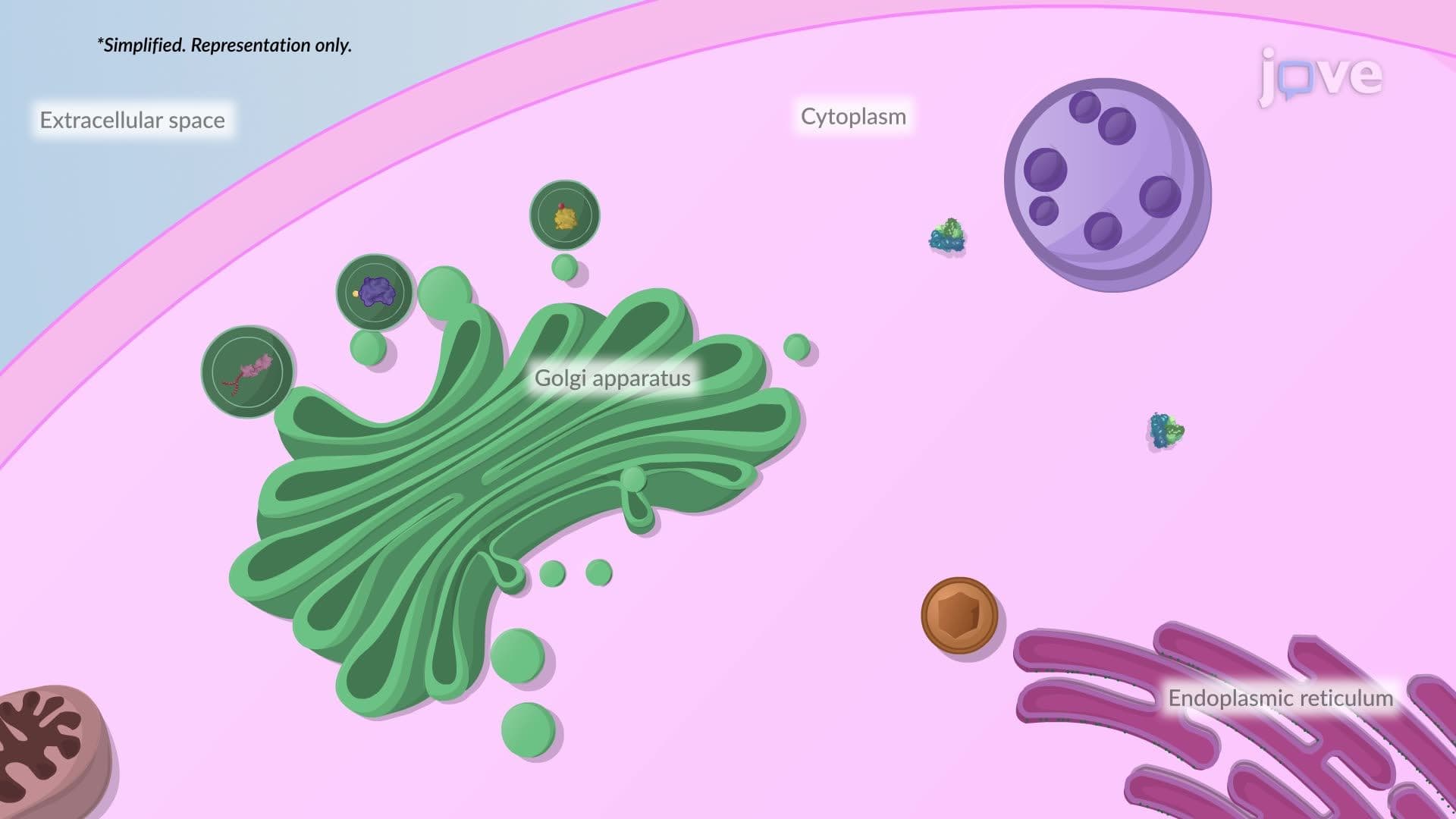 Golgi Apparatus