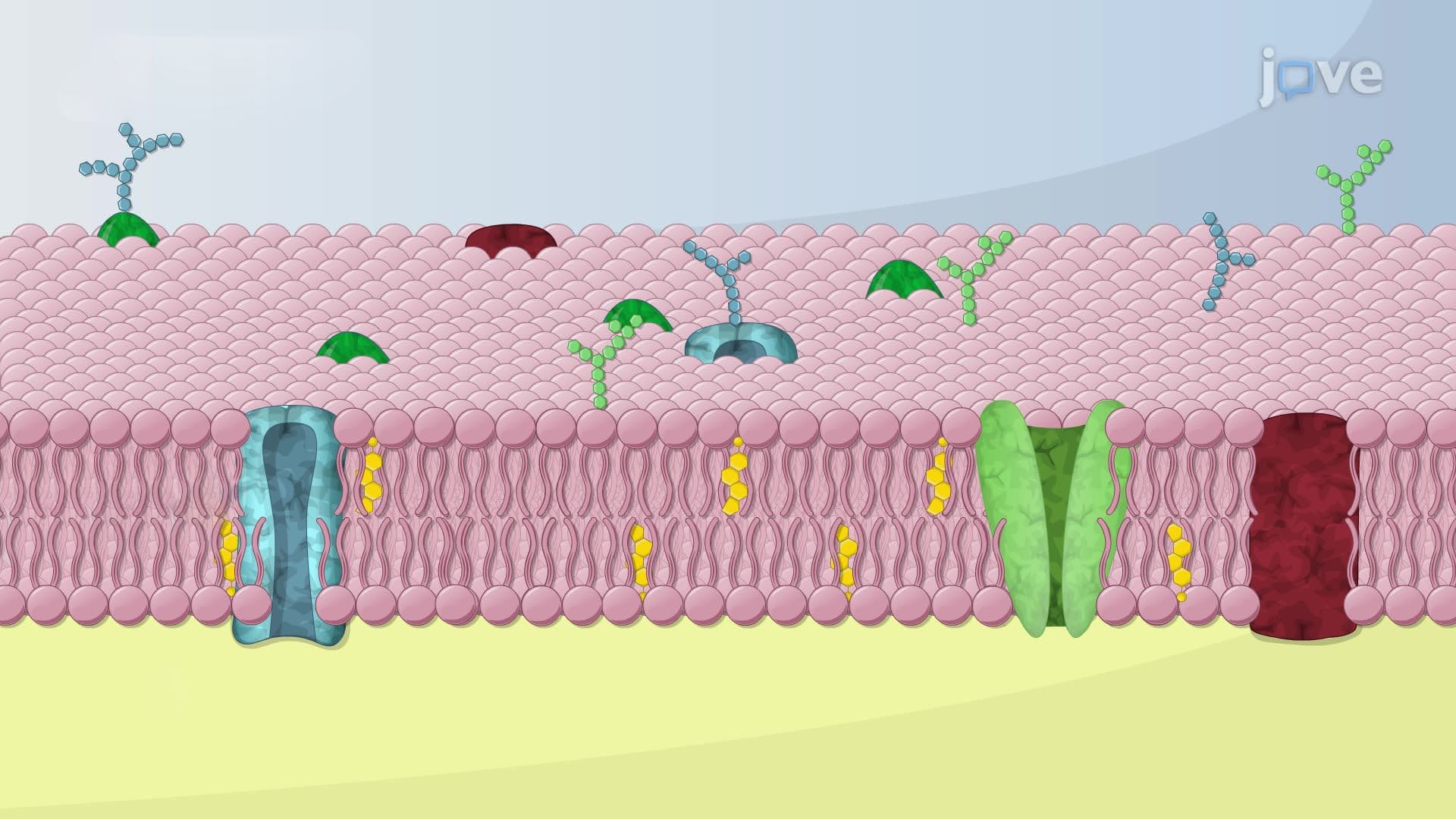 What are Membranes?