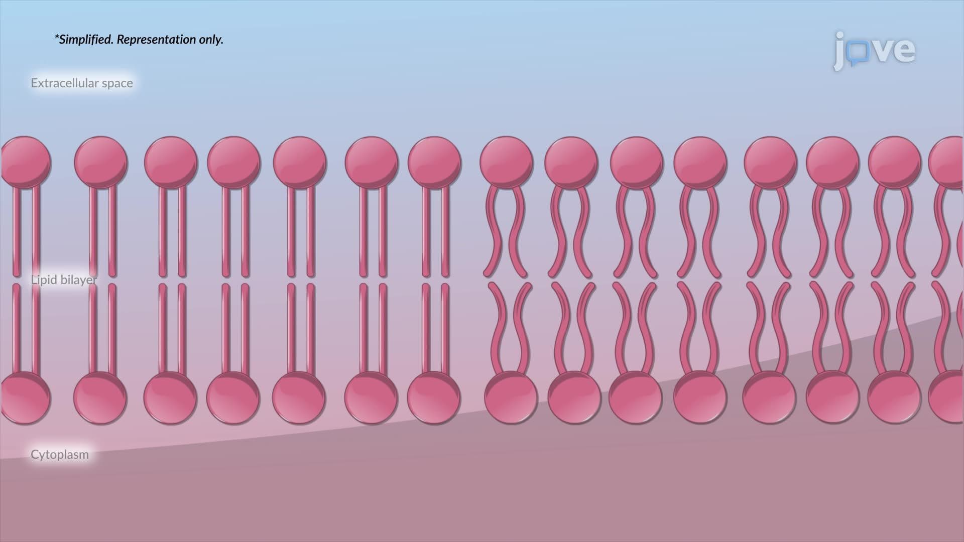 Membrane Fluidity