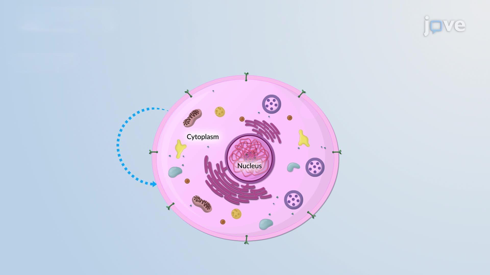 Autocrine Signaling
