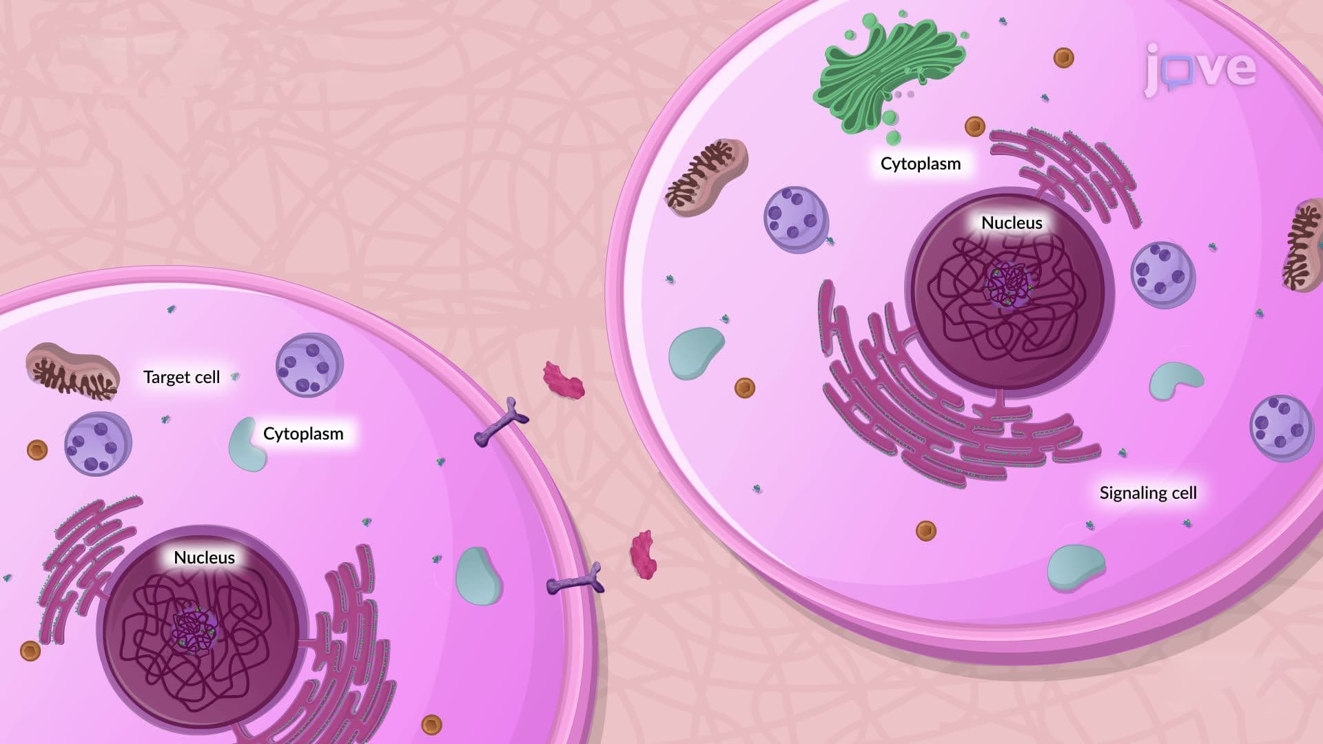 What is Cell Signaling?