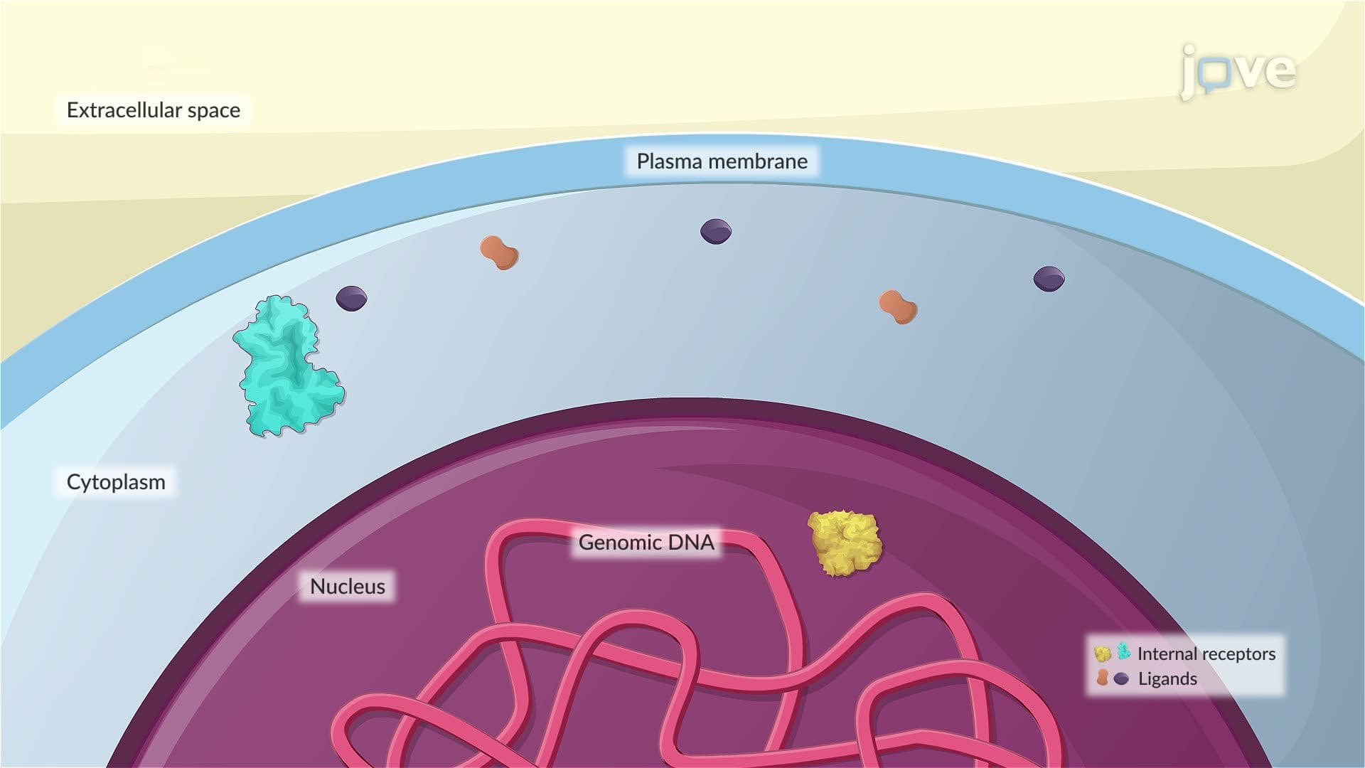 Internal Receptors