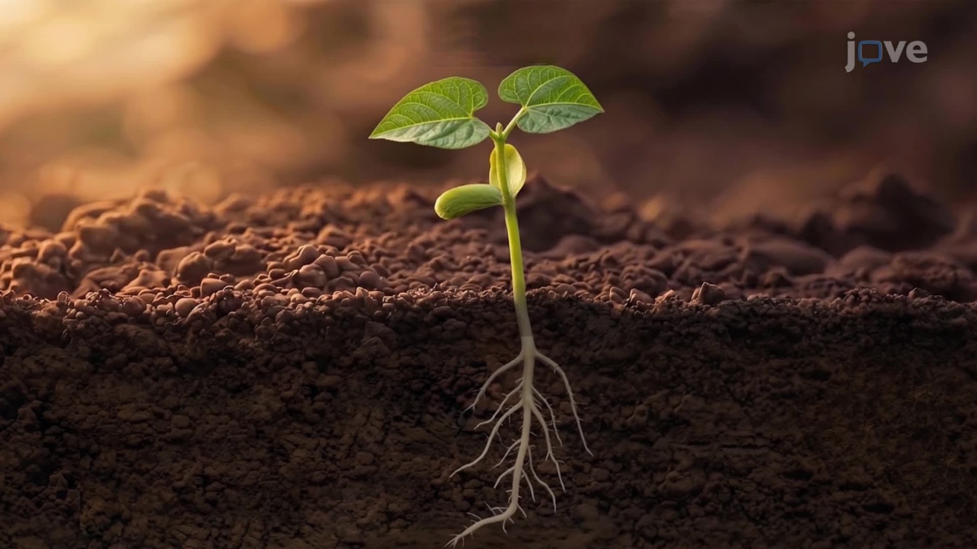 Introduction to Seed Plants