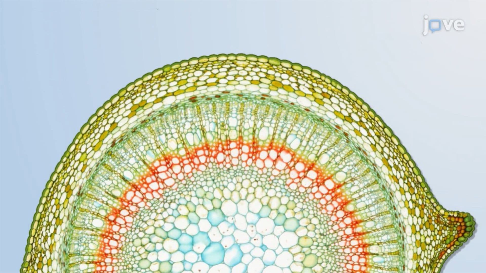 Plant Cells and Tissues