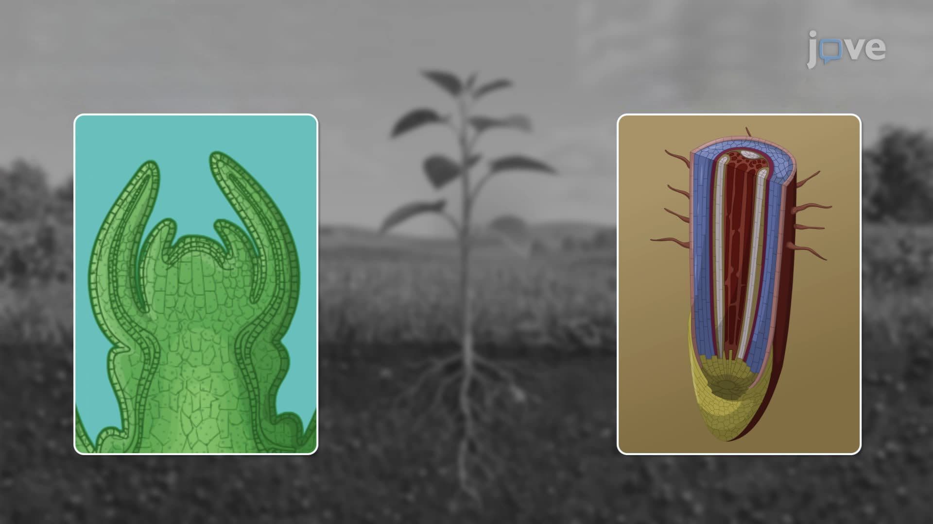Meristems and Plant Growth